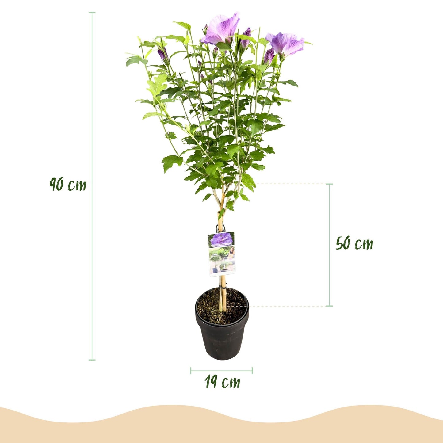 GreenboutiQ - Stamm Pflanze - Hibiscus syriacus Lavendor Chiffon® - Terrassen Pflanze - Laubabwerfend - Winterhart - Lila Blüte - Topf 19cm Höhe 90cm