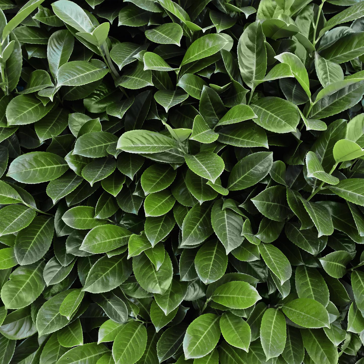 Kirschlorbeer Prunus laurocerasus Novita – Immergrüne Heckenpflanzen – 8 Pflanzen – 1 m – 9 cm Höhe 30–35 cm – Grün – Pflegeleicht