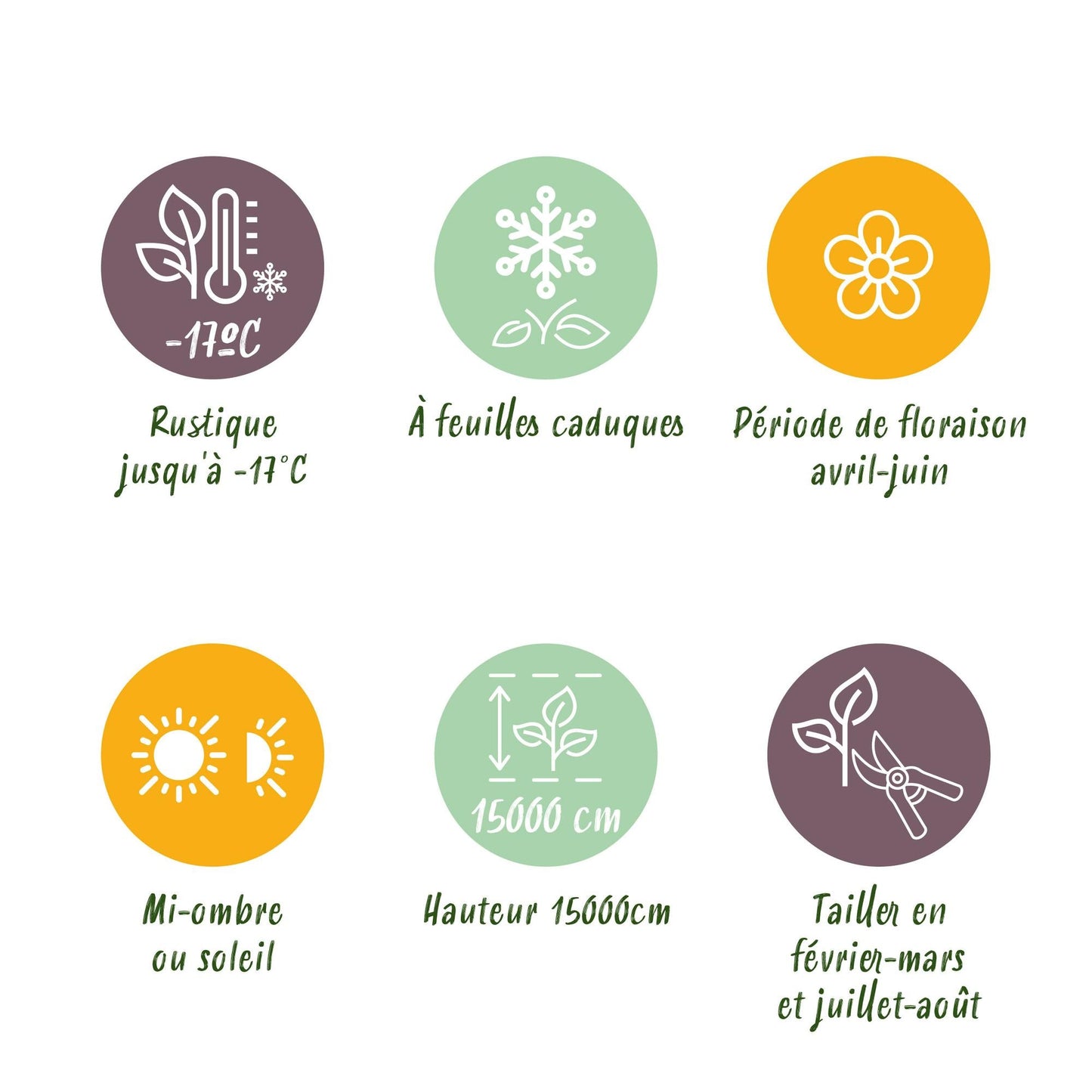 Blauregen Wisteria floribunda Alba – Weiße Blüten – 11 cm x H40 cm – Duftende Kletterpflanze – Für Pergolen, Zäune & Wände