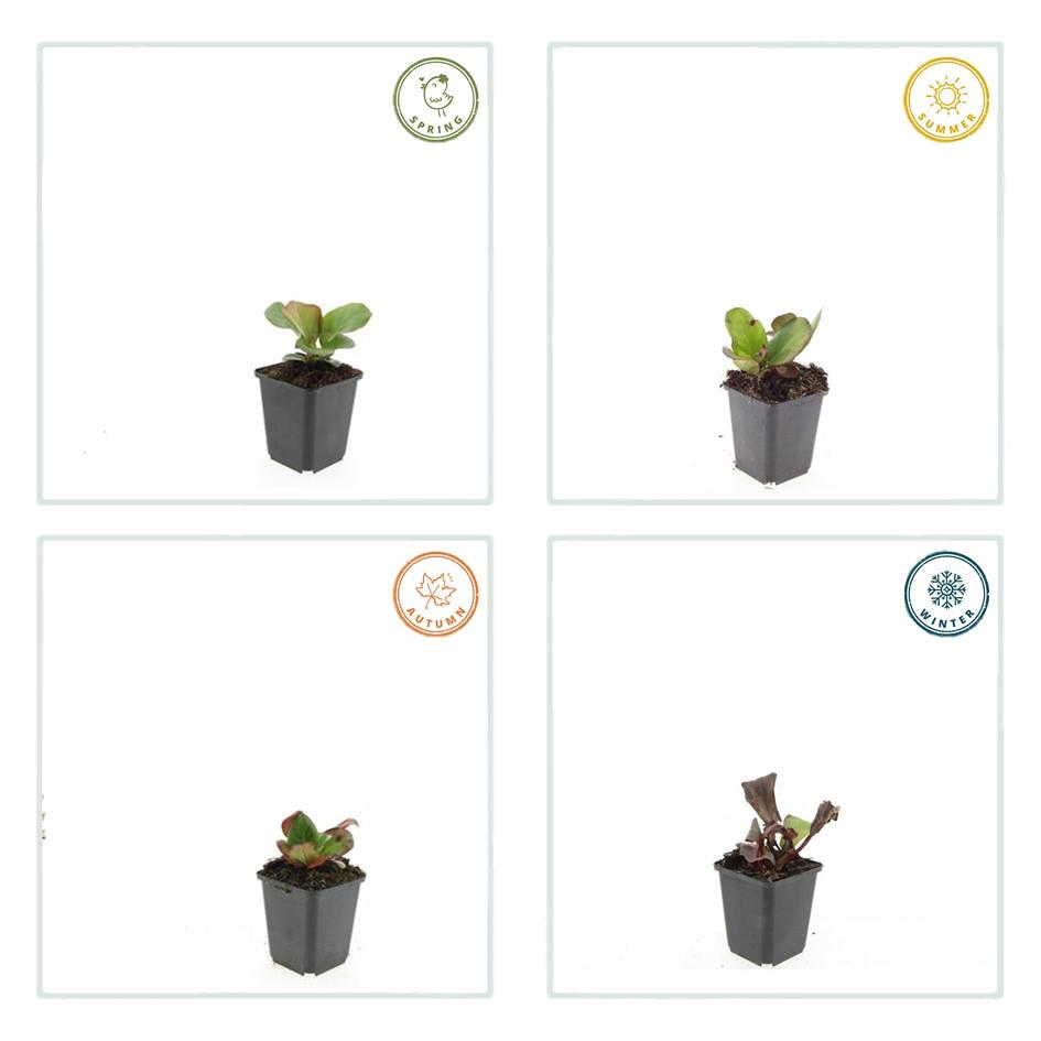 Bergenie Bergenia cordifolia 'Herbstblüte' – ↕10-25cm – Ø9cm – 40 Pflanzen – Immergrüne Staude & Bodendecker – Herbstblüte in Rosa – Pflegeleicht & winterhart