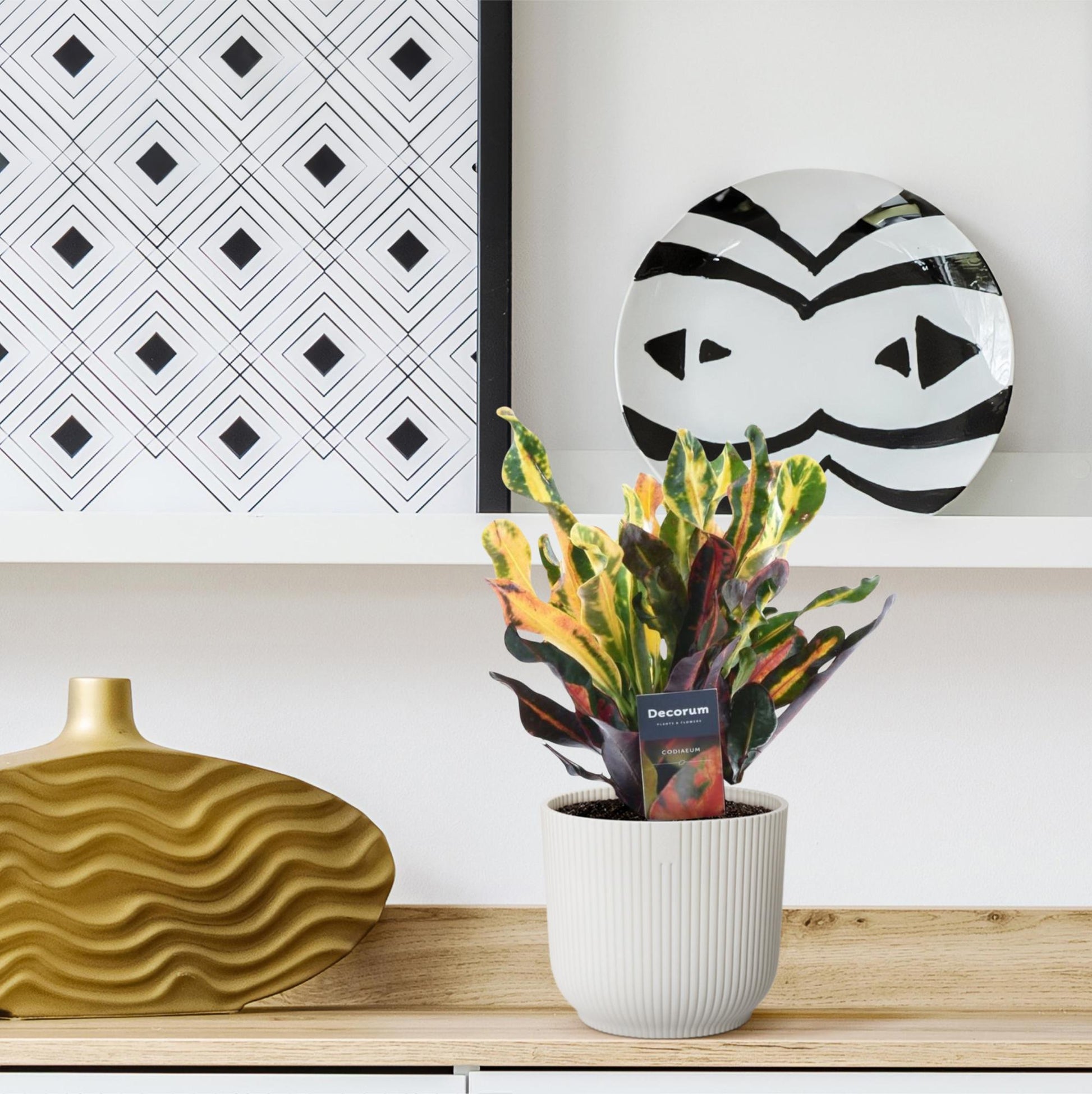 Wunderstrauch – Codiaeum variegatum 'Mammi' – Zimmerpflanze – ca. 30 cm hoch – Topf Ø12 cm – Farbiges Laub – Pflegeleicht