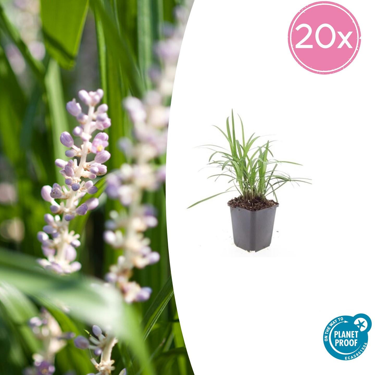 Glöckchentraube - Liriope muscari 'Monroe White' - ↕10-25cm - Ø9cm - 20 Pflanzen – Immergrüner Bodendecker – Winterhart & Pflegeleicht