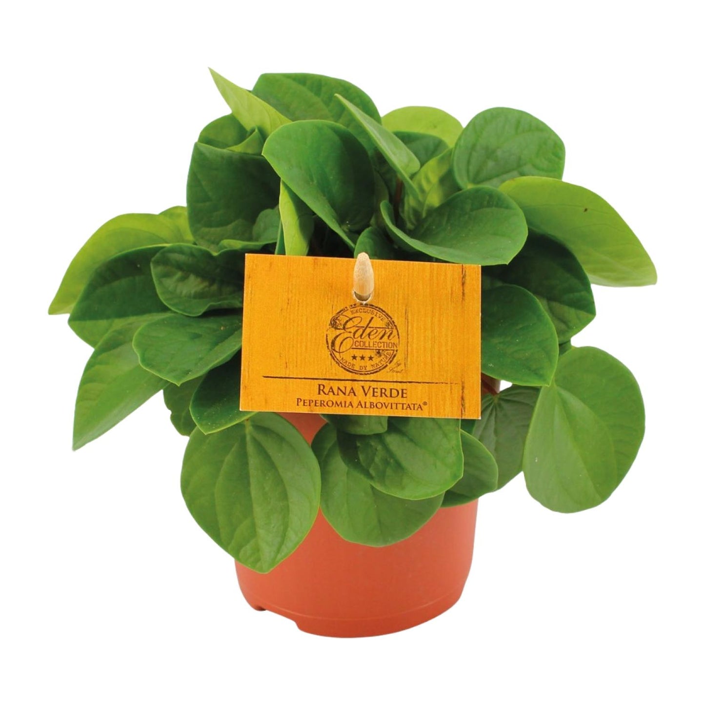 Zwergpfeffer - Peperomia Rana Verde - Zimmerpflanze - Ø11cm - ↕15cm