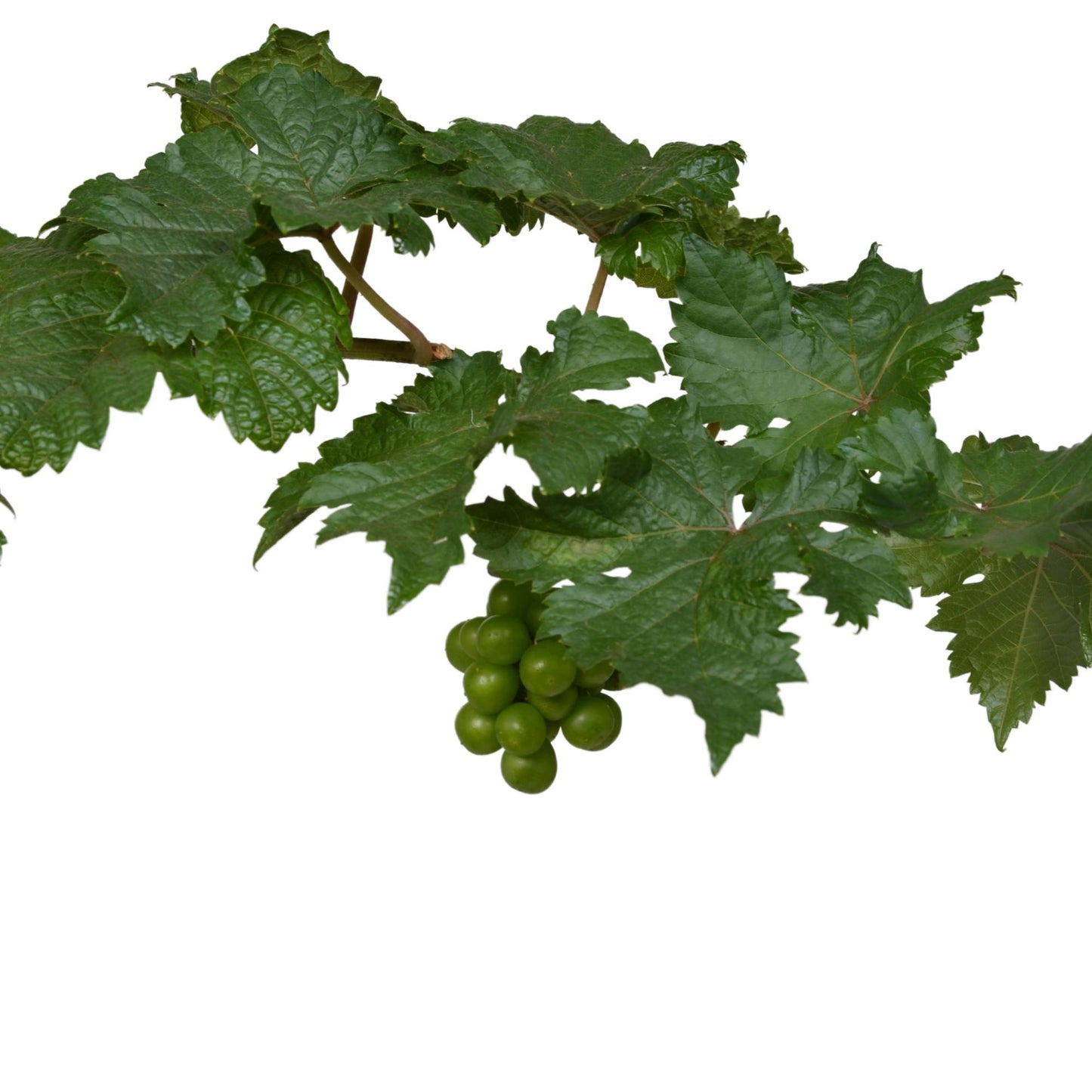 Weinrebe - Weintraube - Vitis Pixie 'Pinot Noir' - ↨30cm - Ø14cm - 3 Stück