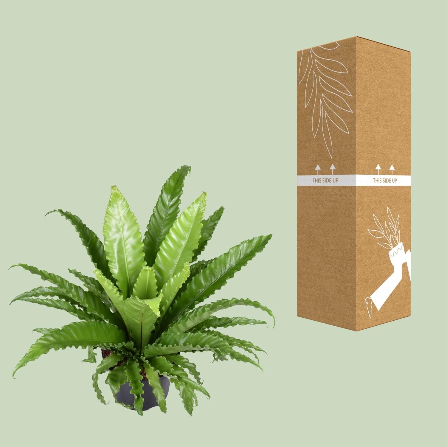 Nestfarn – Asplenium Antiquum Osaka – Zimmerpflanze – Ø23 cm – ↕60 cm – Üppige grüne Wedel – Pflegeleicht