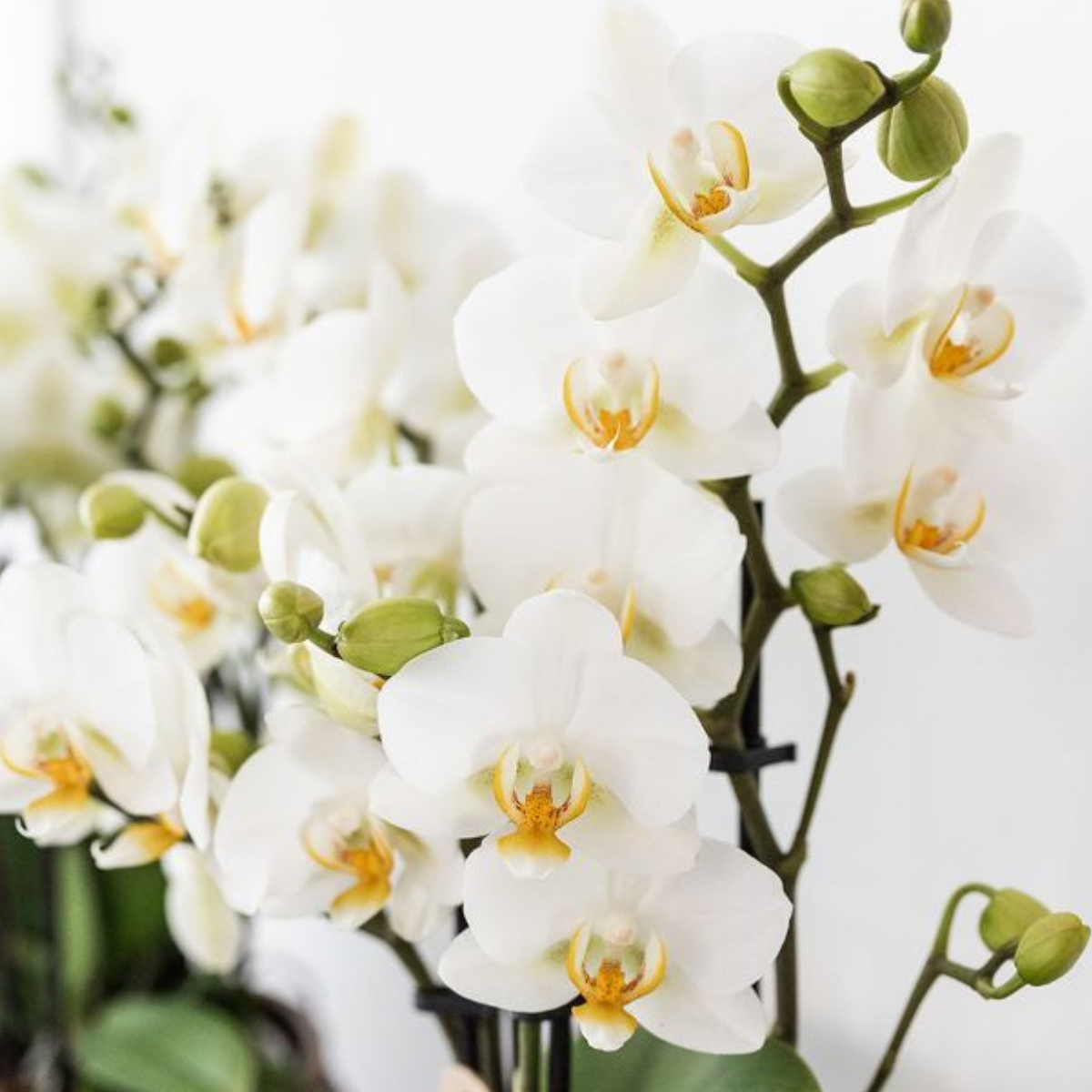 Pflanzenset – Weiße Phalaenopsis Orchidee Lausanne & Sukkulente – Keramik-Ziertöpfe auf weißem Tablett – Zimmerpflanze – Ø9 cm
