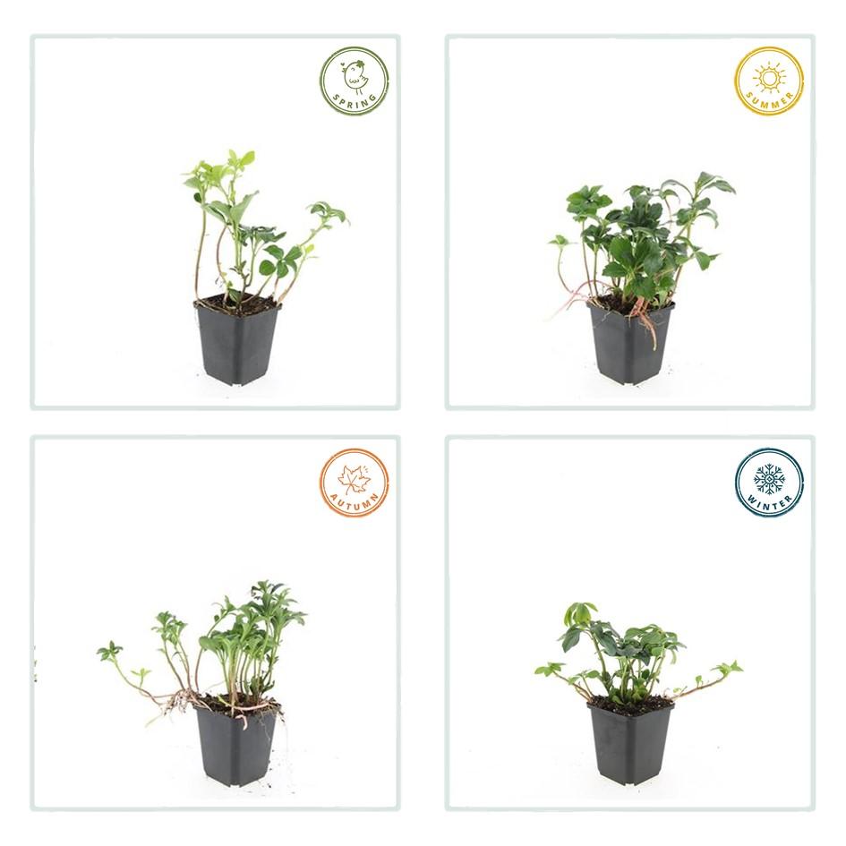 Schattengrün Pachysandra terminalis 'Green Sheen' – ↕10-25cm – Ø9cm – 20 Pflanzen – Winterhart & Immergrün – Bodendecker für Schatten & Garten