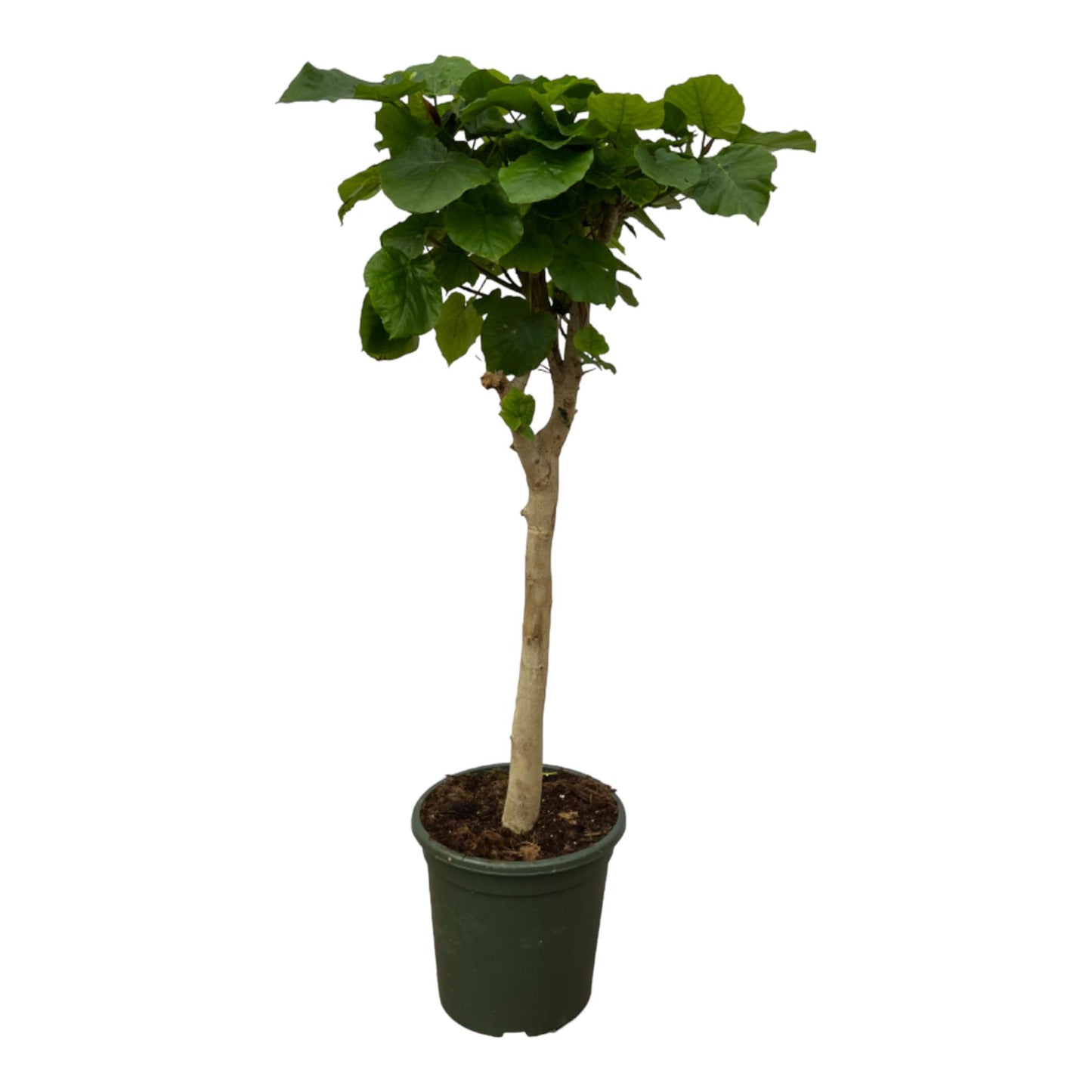 Ficus Umbellata – Regenschirm-Feige auf Stamm – 140 cm hoch – Ø30 cm Topf – Herzförmige Blätter – Zimmerpflanze für helle Standorte
