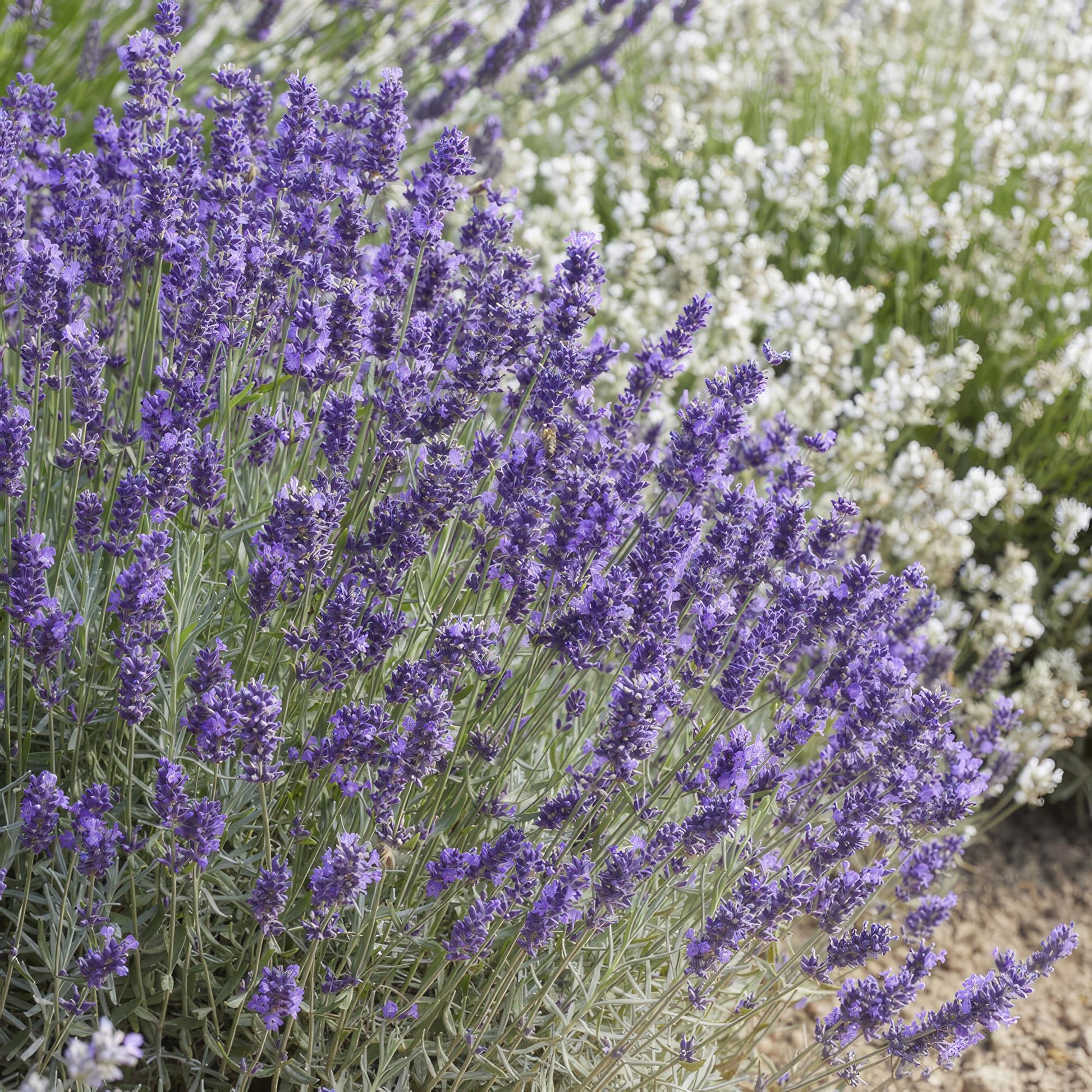 Lavandula angustifolia 'Hidcote' – 48 Pflanzen – duftender Lavendel – bienenfreundlich – winterhart – Ø9cm – ↕10–25cm
