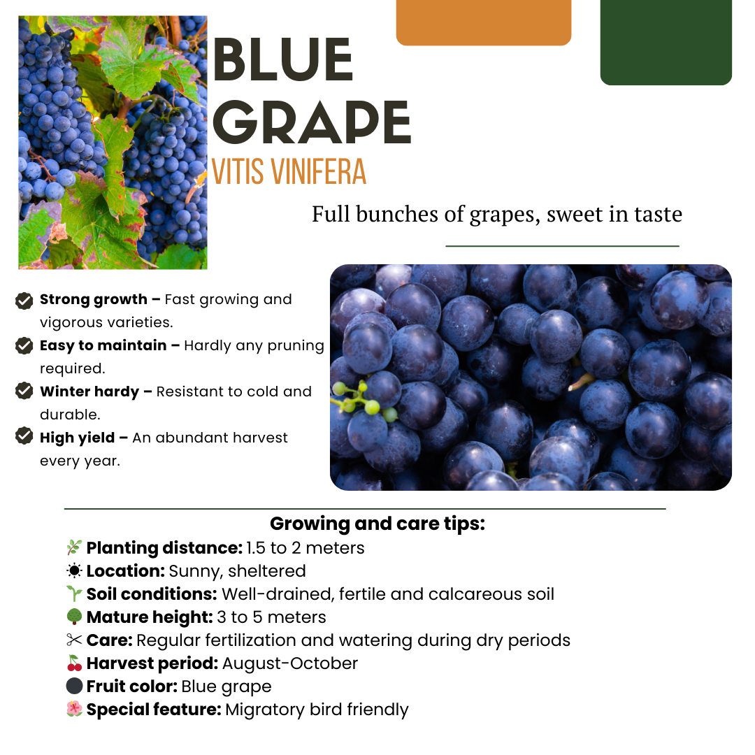 Bio Weintraube Vitis vinifera – Biologische Weinpflanzen – Ø13cm – ↨20cm – 3 Pflanzen – Frostbeständig & Vieltragend – Für Garten, Terrasse & Balkon