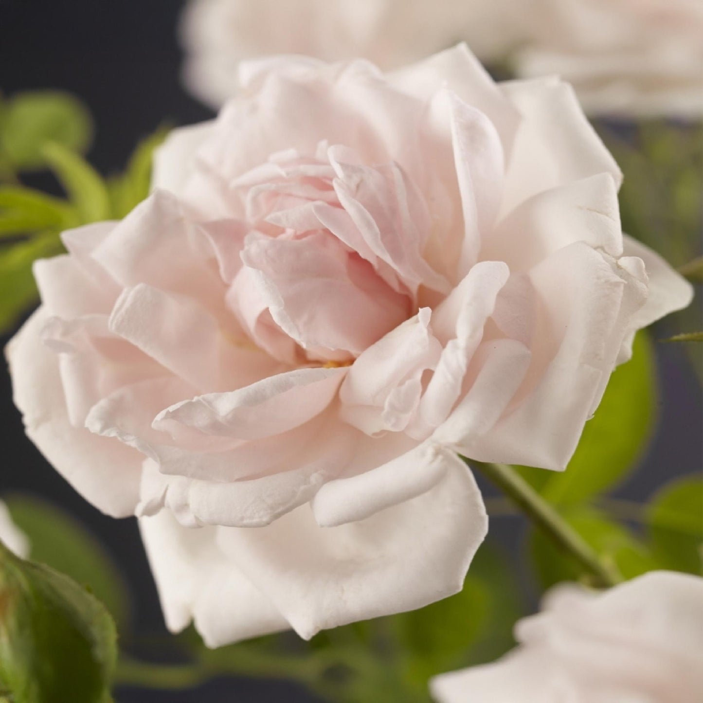 Kletterrose - Rosa New Dawn - Rosa Rose - Wenig Pflege - 2 Pflanzen - Topf 11cm Höhe 40cm