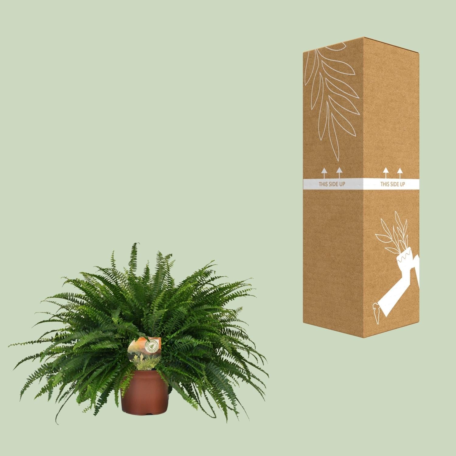 Nephrolepis 'Green Lady' – Bostonfarn Zimmerpflanze – Ø19cm – ca. 60cm hoch – Luftreinigend & pflegeleicht – Für halbschattige Innenräume & feuchte Standorte