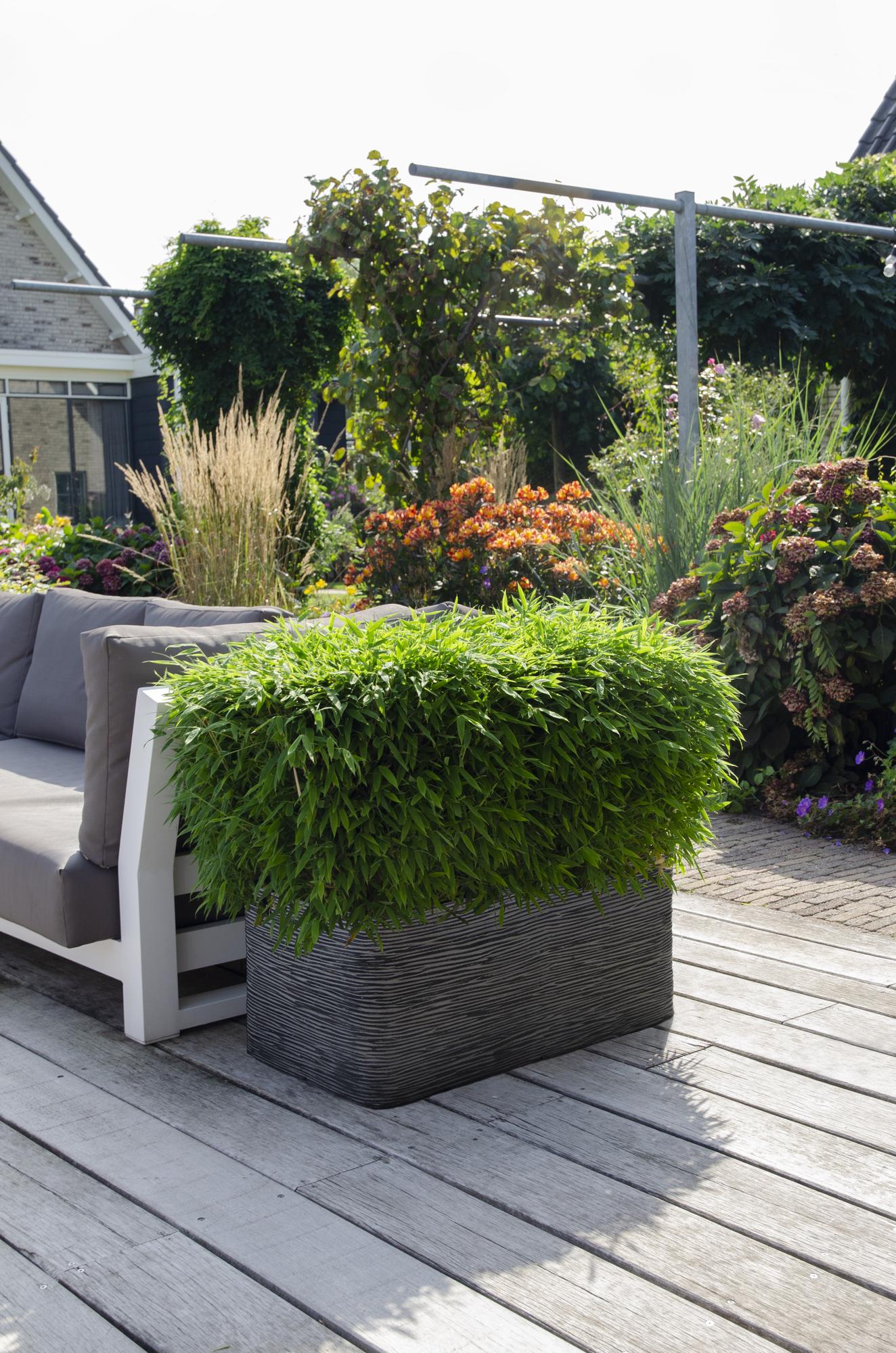 Bambus - Fargesia murieliae 'Moontears' Boobux - Ø29cm ↕70cm - Immergrüner Bambus für Hecke, Bodenbedeckung & Kübel - Winterhart & pflegeleicht