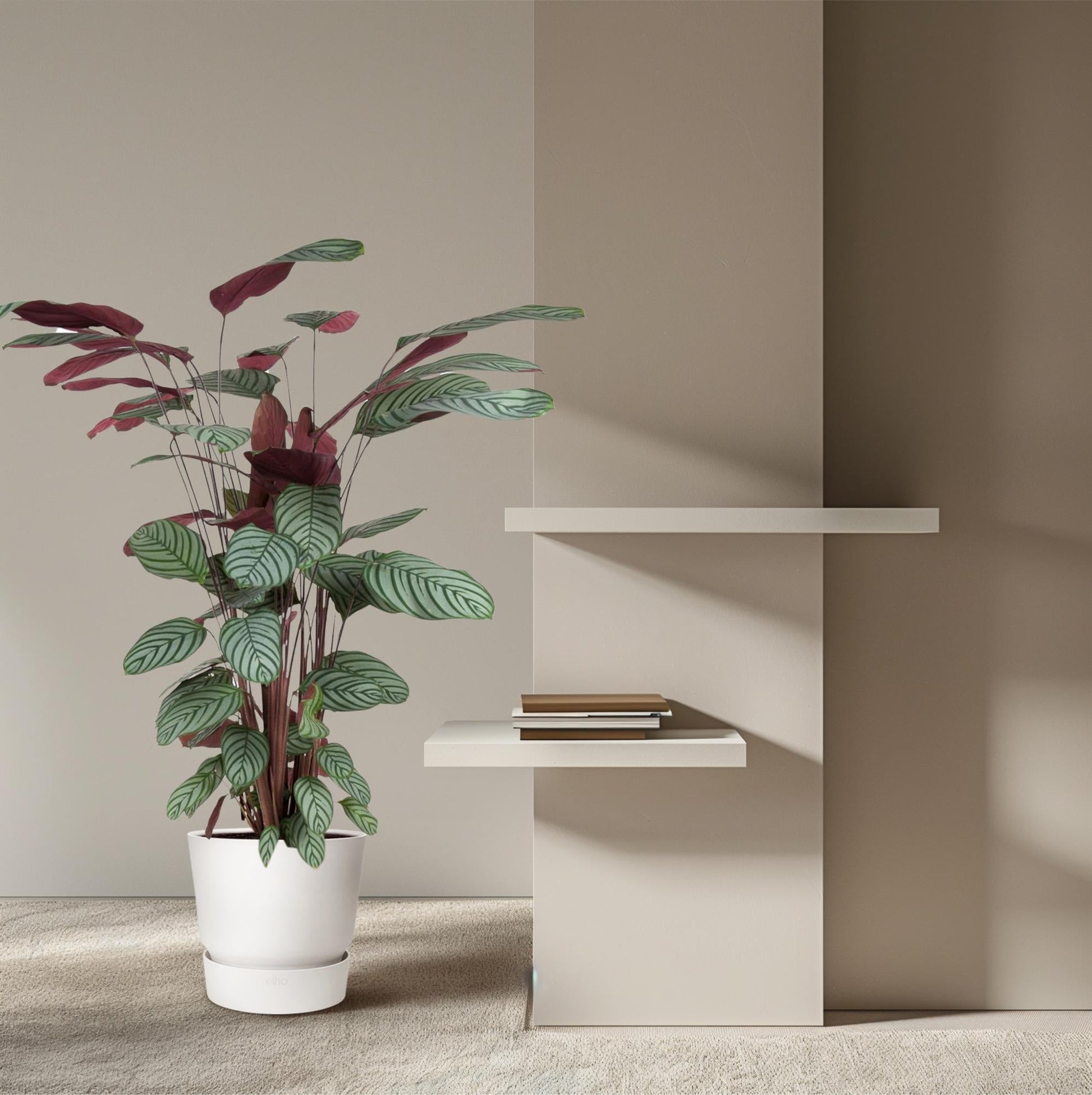 Korbmarante - Calathea Oppenheimiana – Zimmerpflanze – Ø27cm – ↕130cm – Exotisches Blattmuster & violette Unterseite – Pflegeleicht & luftreinigend