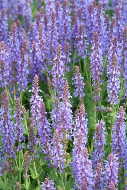 Blüten-Salbei Salvia nemorosa 'Caradonna' – ↕10-25cm – Ø9cm – 60 Pflanzen – Staude mit violetten Blütenkerzen & dunklen Stängeln – Bienenfreundlich, trockenheitstolerant & pflegeleicht