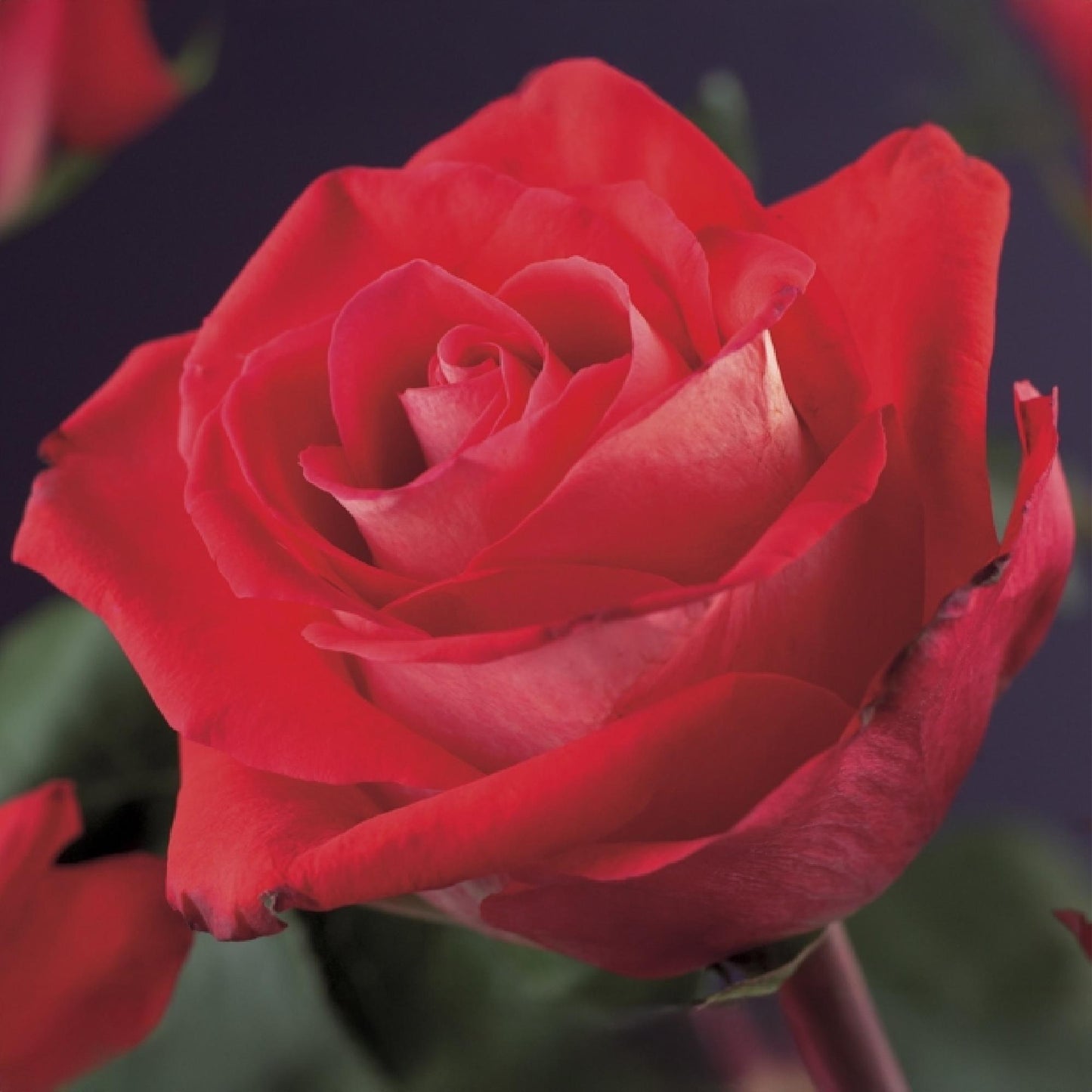 Kletterrose - Rosa Red Climber - Rot - Wenig Pflege - 2 Pflanzen - Topf 11cm Höhe 40cm