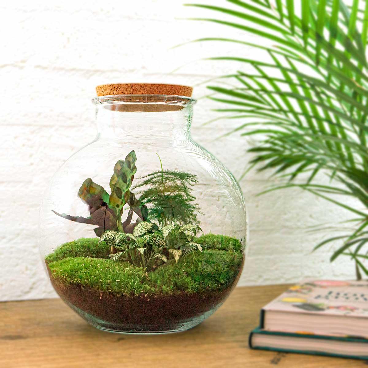 Flaschengarten DIY Bausatz Bolder Bob – Terrarium Ø31cm x H30cm – Do-It-Yourself Pflanzterrarium – Autarkes Mini-Ökosystem – Perfekt für Wohnung & Büro