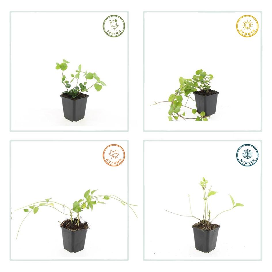 Vinca major – 24 Pflanzen – Großes Immergrün mit violett-blauen Blüten – Winterhart und pflegeleicht – Bodendecker für schattige Beete