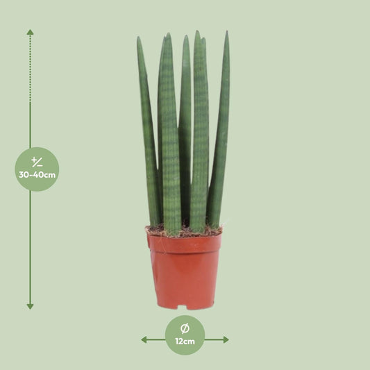 Schwiegermutterzunge – Sansevieria Straight – Zimmerpflanze – Ø12 cm Topf – Ca. 40 cm hoch – Pflegeleicht & luftreinigend – Ideal für kleine Räume & halbschattige Standorte
