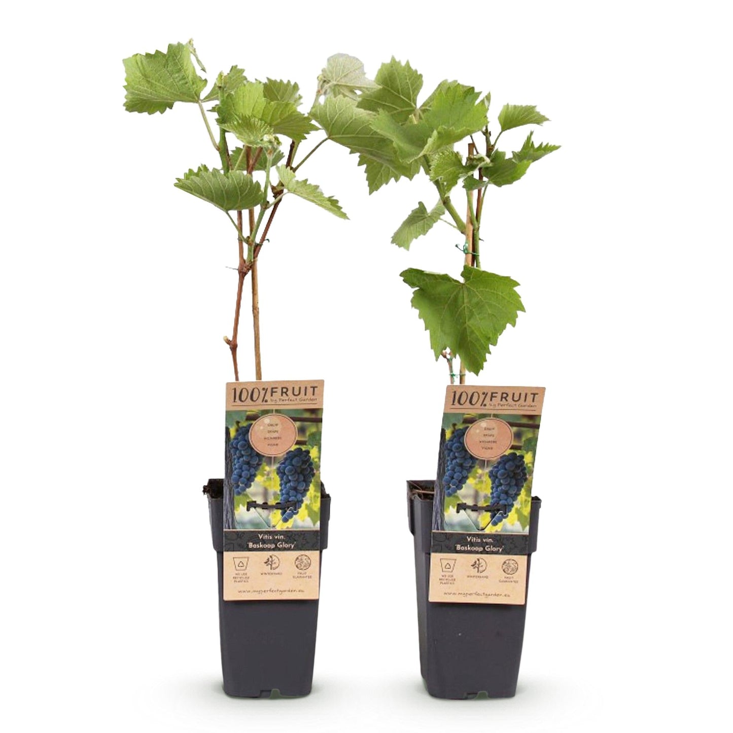 Weinrebe Vitis vinifera Boskoop Glory – Blaue Traube – 2 Pflanzen – Obstpflanze – 15cm – Höhe 50cm