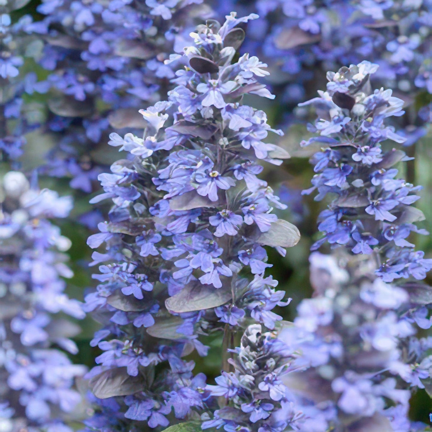 Ajuga reptans – Kriechender Günsel Ø9cm – Höhe 10-25cm – Bodendecker für Halbschatten & Schatten – Blauer Blütenteppich – 24 Pflanzen