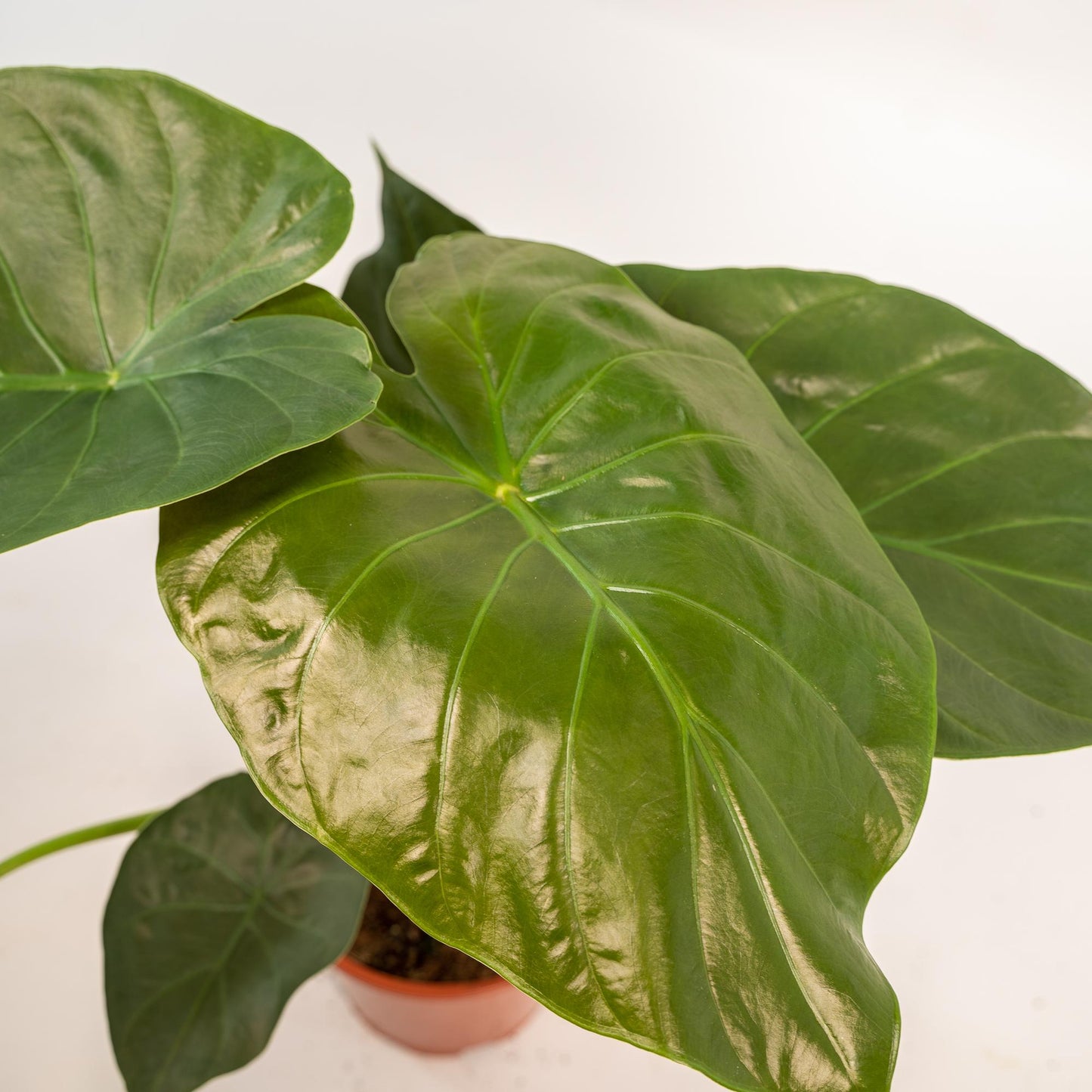 Pfeilblatt - Alocasia Wentii Elefantenohr - Zimmerpflanze im Korb Selin - Ø19cm - Höhe ca. 65cm - Luftreinigende Tropenpflanze
