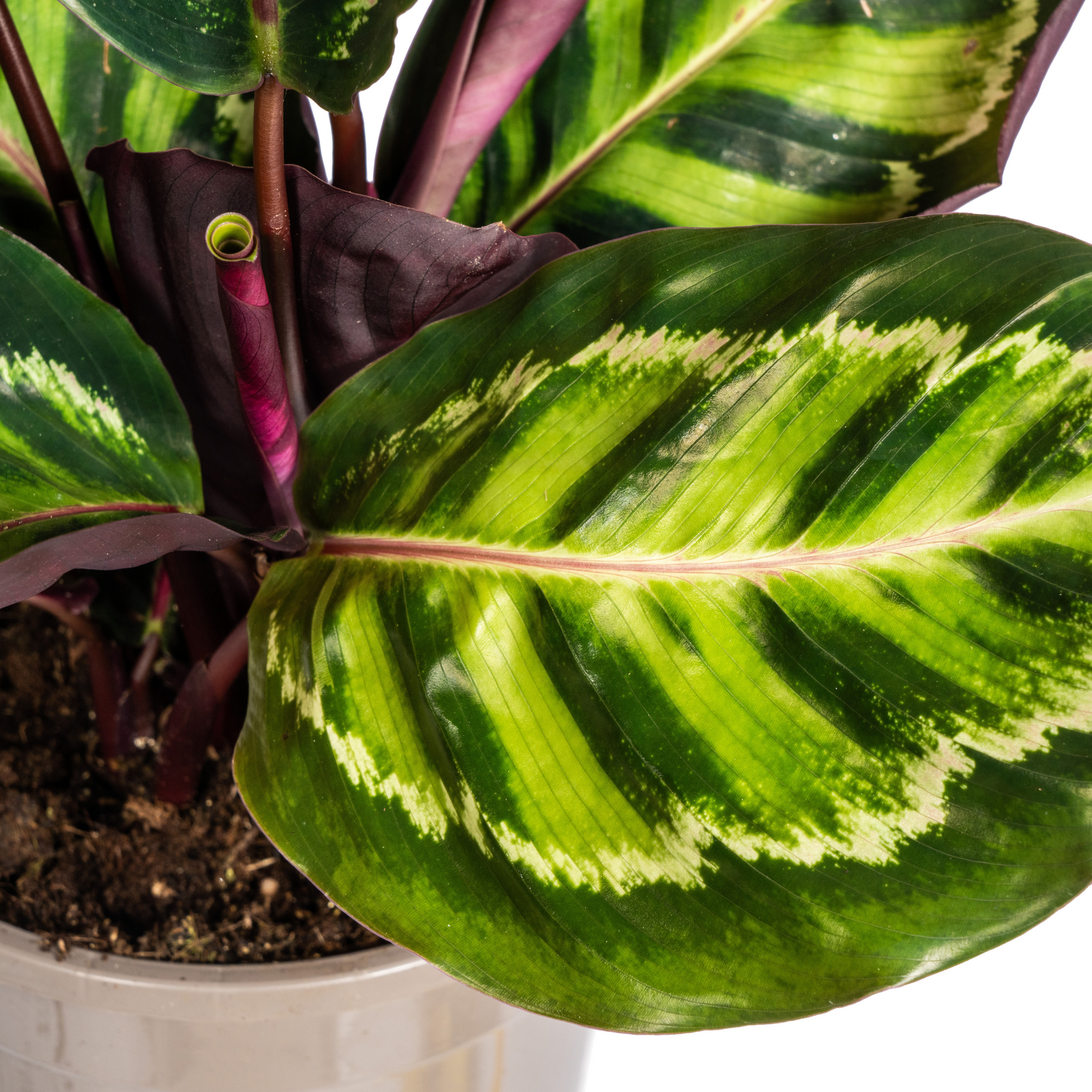 Korbmarante Calathea Roseopicta – Zimmerpflanze – Ø17 cm – 40–50 cm hoch – dekoratives Blattwerk