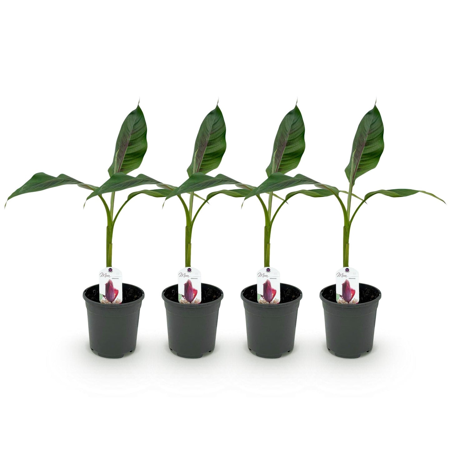 Bananenpflanze Musa sikkimensis Red Tiger – Winterhart – 4 Pflanzen – Ø17 cm – Höhe ca. 40 cm – Exotisches Flair für Garten & Terrasse