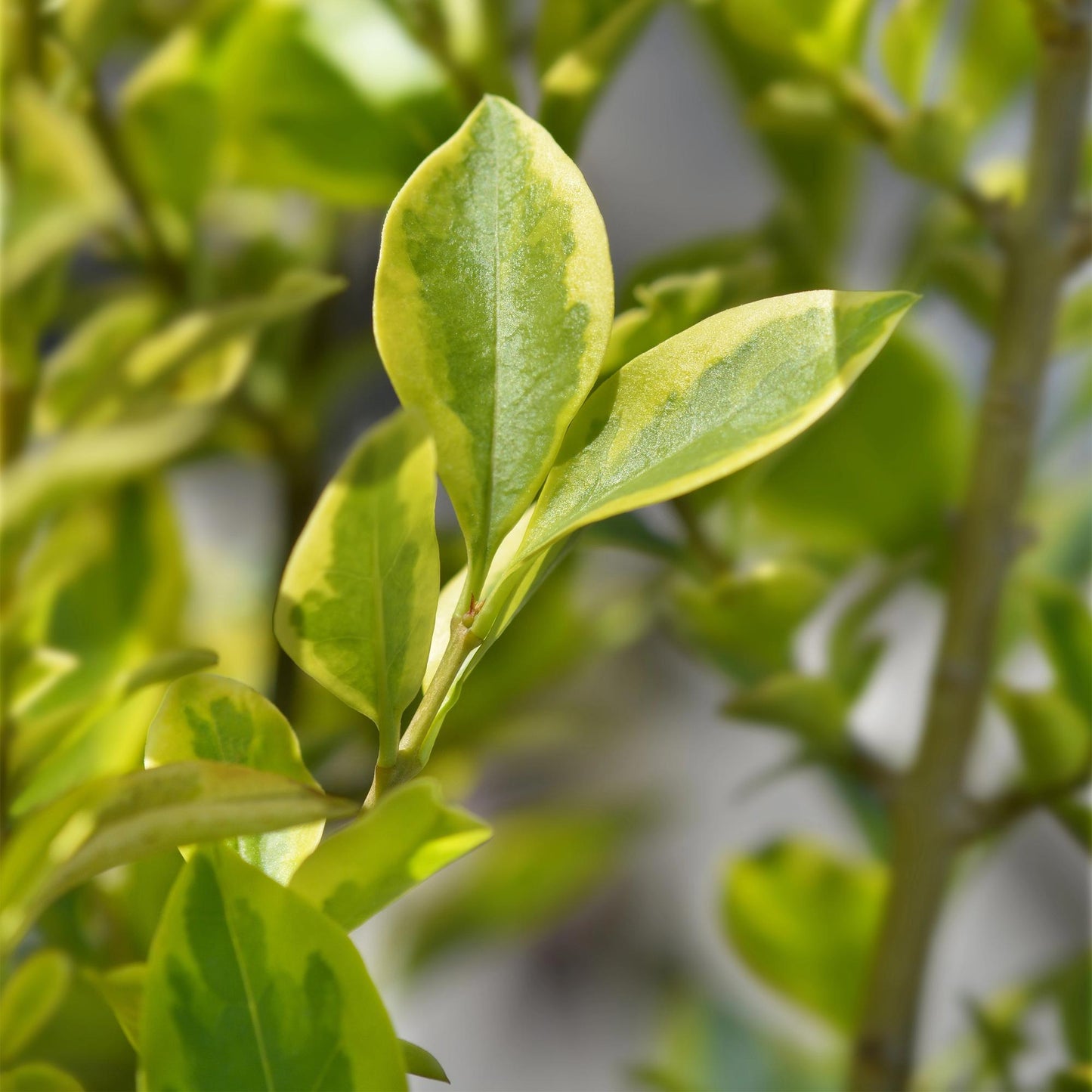 Ovalblättriger Liguster Ligustrum ovalifolium Aureum – Immergrüne Heckenpflanzen – 8 Pflanzen – 1 m – 9 cm Höhe 35–40 cm – Gelb-Grün – Pflegeleicht