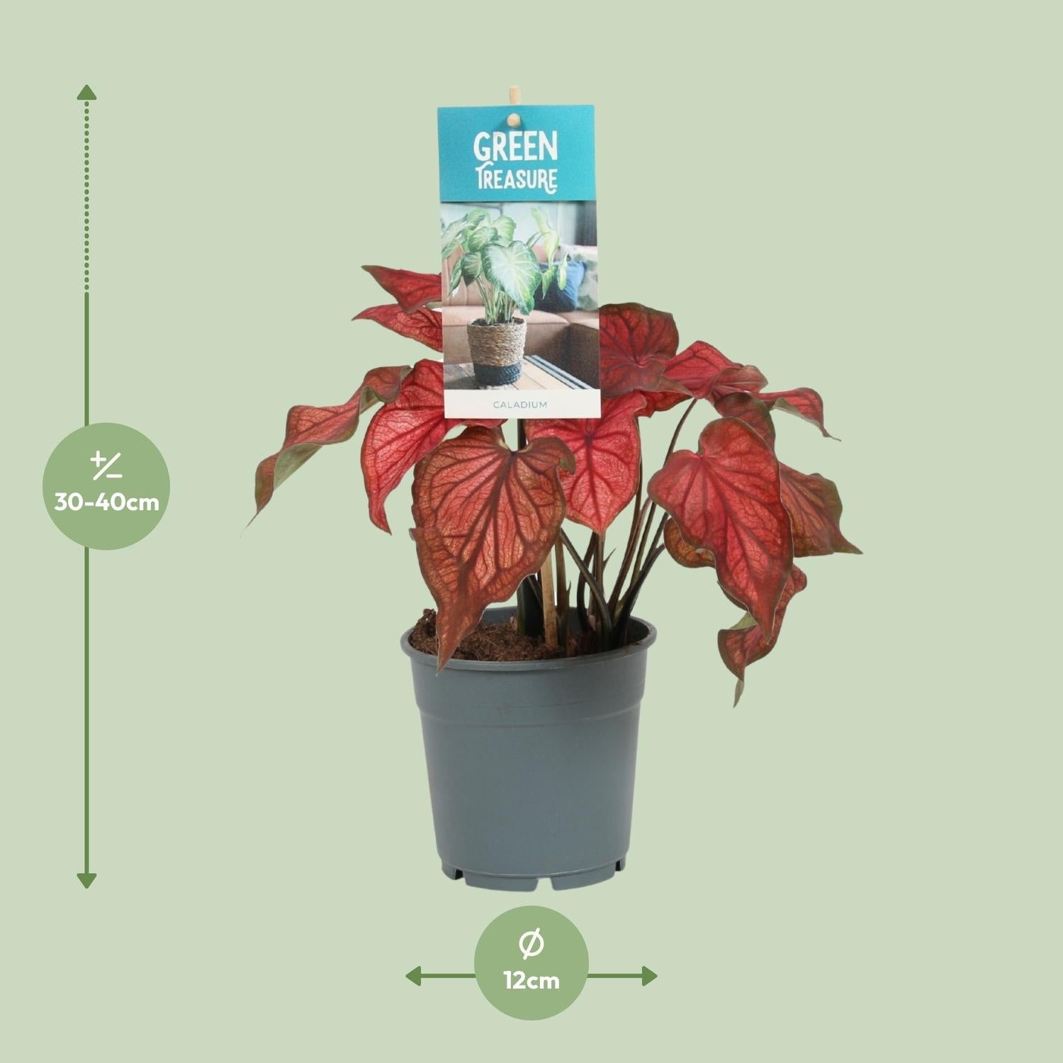 Caladium Rot – Angel Wings – Ø12cm – ↕25cm – Tropische Zimmerpflanze mit roten Blättern – Pflegeleicht & dekorativ – Für halbschattige Standorte