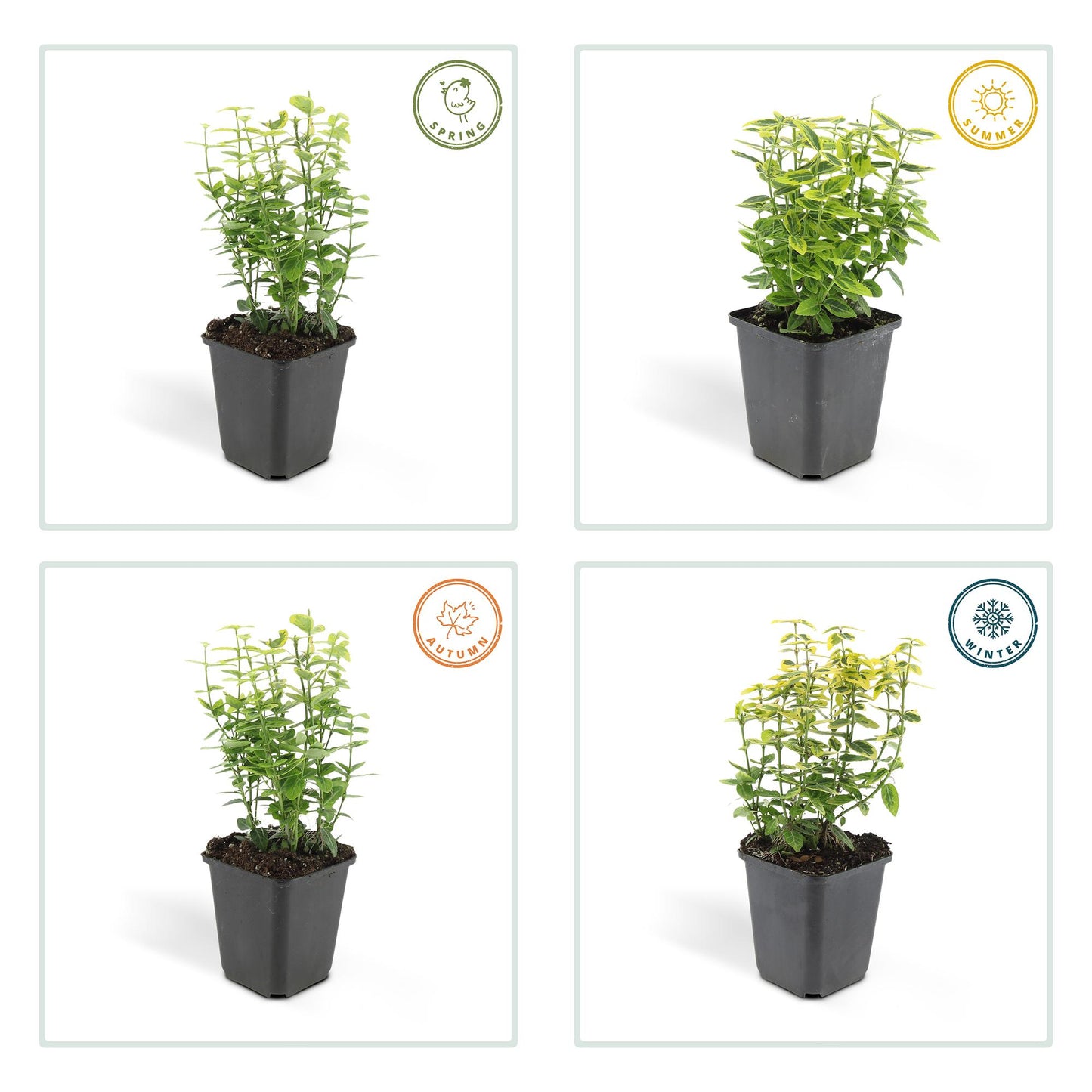 Euonymus fortunei 'Emerald 'n Gold' – Immergrüner Strauch mit gelb-grünem Laub – 24 Pflanzen – ↕10–25cm – Ø9cm – Kompakt & pflegeleicht – Für Hecken, Beete & Solitärpflanze