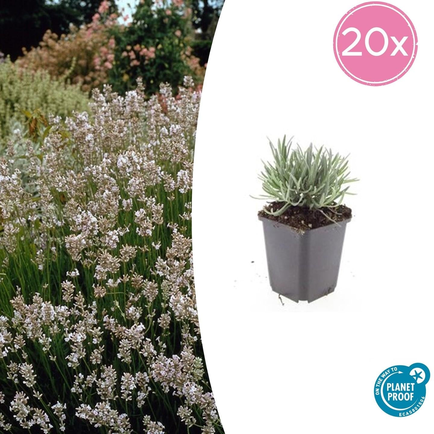 Weißer Lavendel Lavandula int. ‘Edelweiss’ – ↕10-25cm – Ø9cm – 20 Pflanzen – Winterhart & pflegeleicht – Duftende Blüten – Für Beete, Töpfe & Steingärten