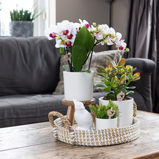 Kolibri Home | Simplicity pot - Wit - 9cm