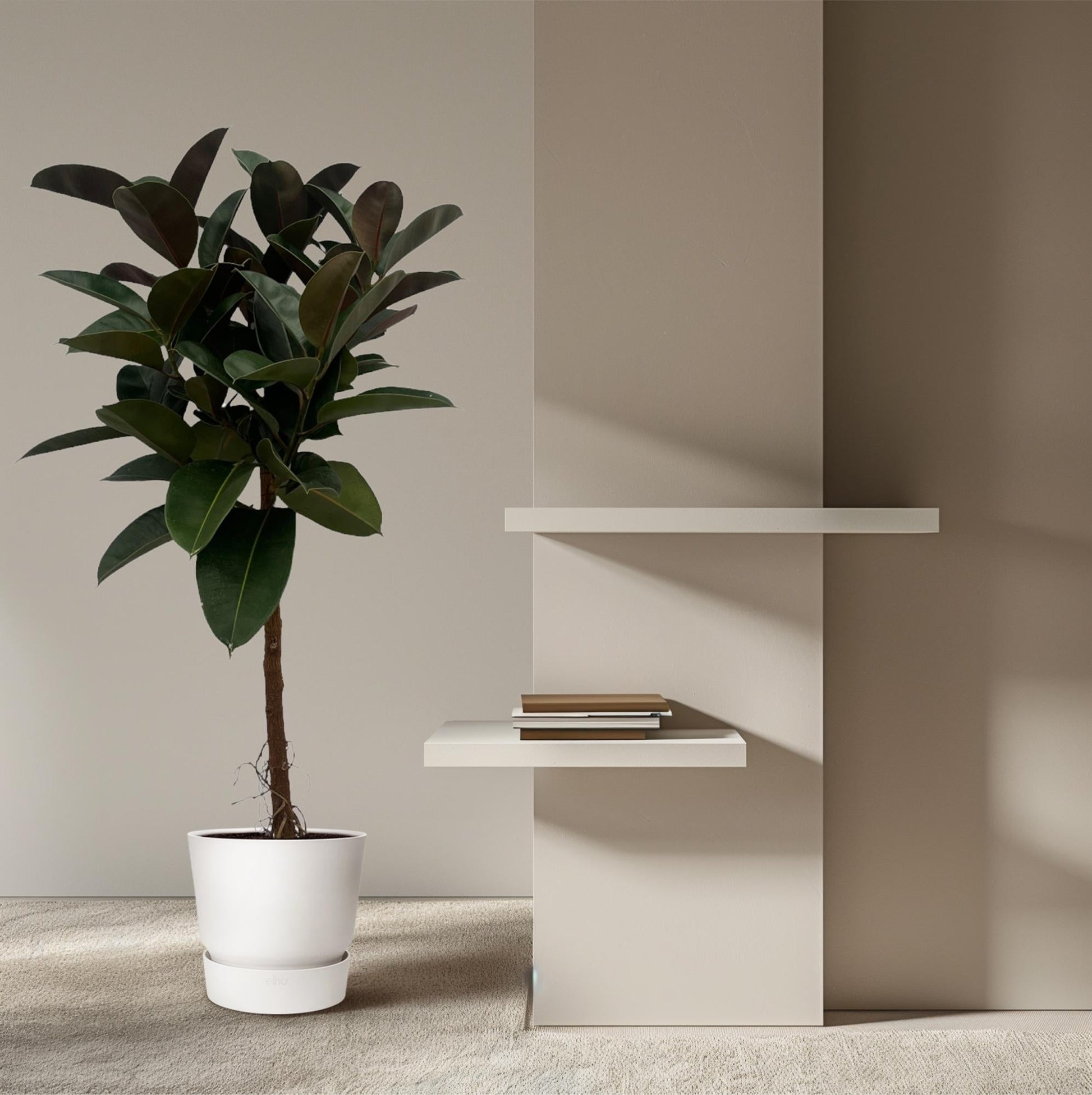 Gummibaum Ficus Elastica Robusta Stamm – Zimmerpflanze 140cm hoch – Ø27cm – Üppige, glänzende Blätter – Pflegeleicht & dekorativ
