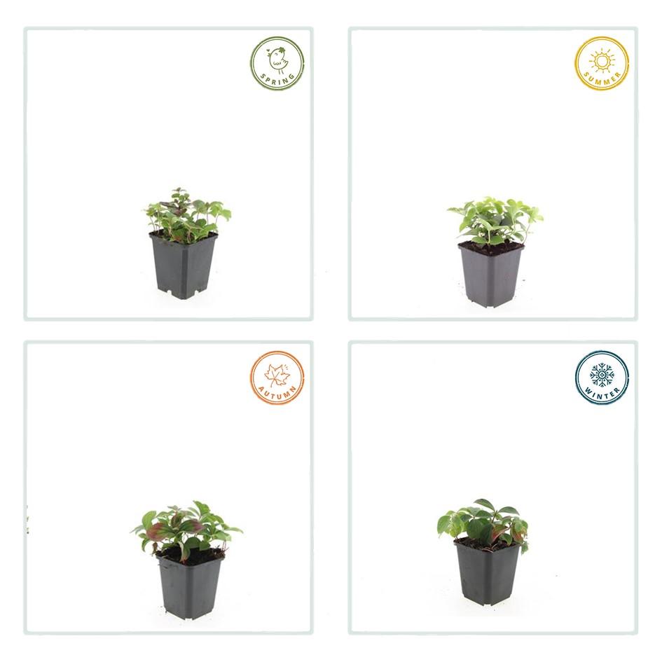 Kanadischer Hartriegel – Cornus canadensis – 20 Pflanzen – Ø9 cm-Topf – Bodendecker mit weißen Blüten – Winterharte Schattenpflanze für Garten & Waldbeet - ↕10-25cm