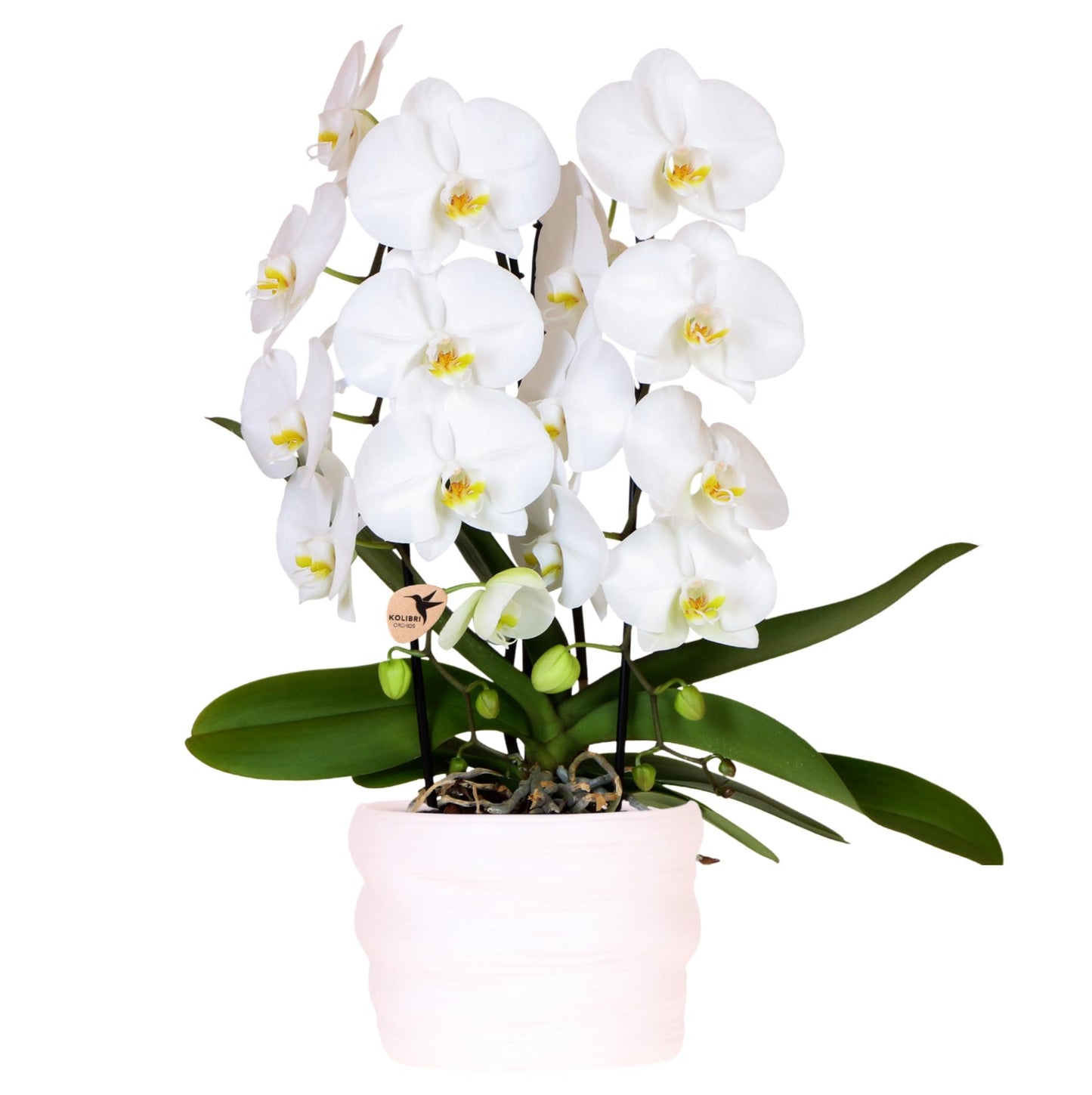 Weiße Niagara Falls-Orchidee 12cm – Como-Topf mit Easy Watering System – Selbstbewässernde Zimmerpflanze