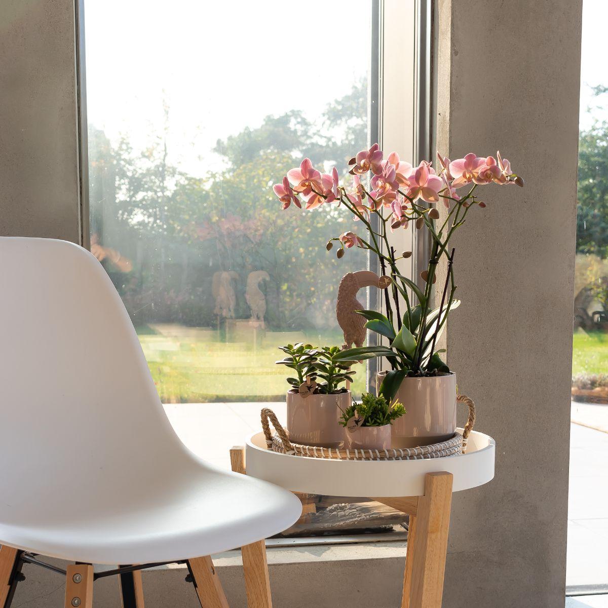 Kolibri Orchids | altrosa Phalaenopsis-Orchidee - Jewel Treviso - Topfgröße Ø9cm | blühende Zimmerpflanze - frisch vom Züchter