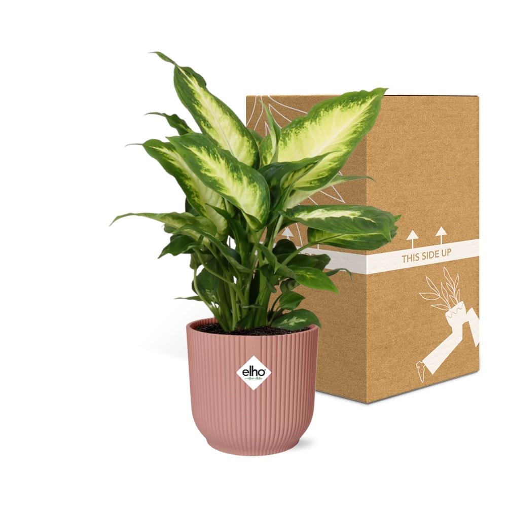 Dieffenbachia ‘Camilla’ – Zimmerpflanze im 14cm – Luftreinigende tropische Zimmerpflanze – Pflegeleicht – Halbschatten geeignet