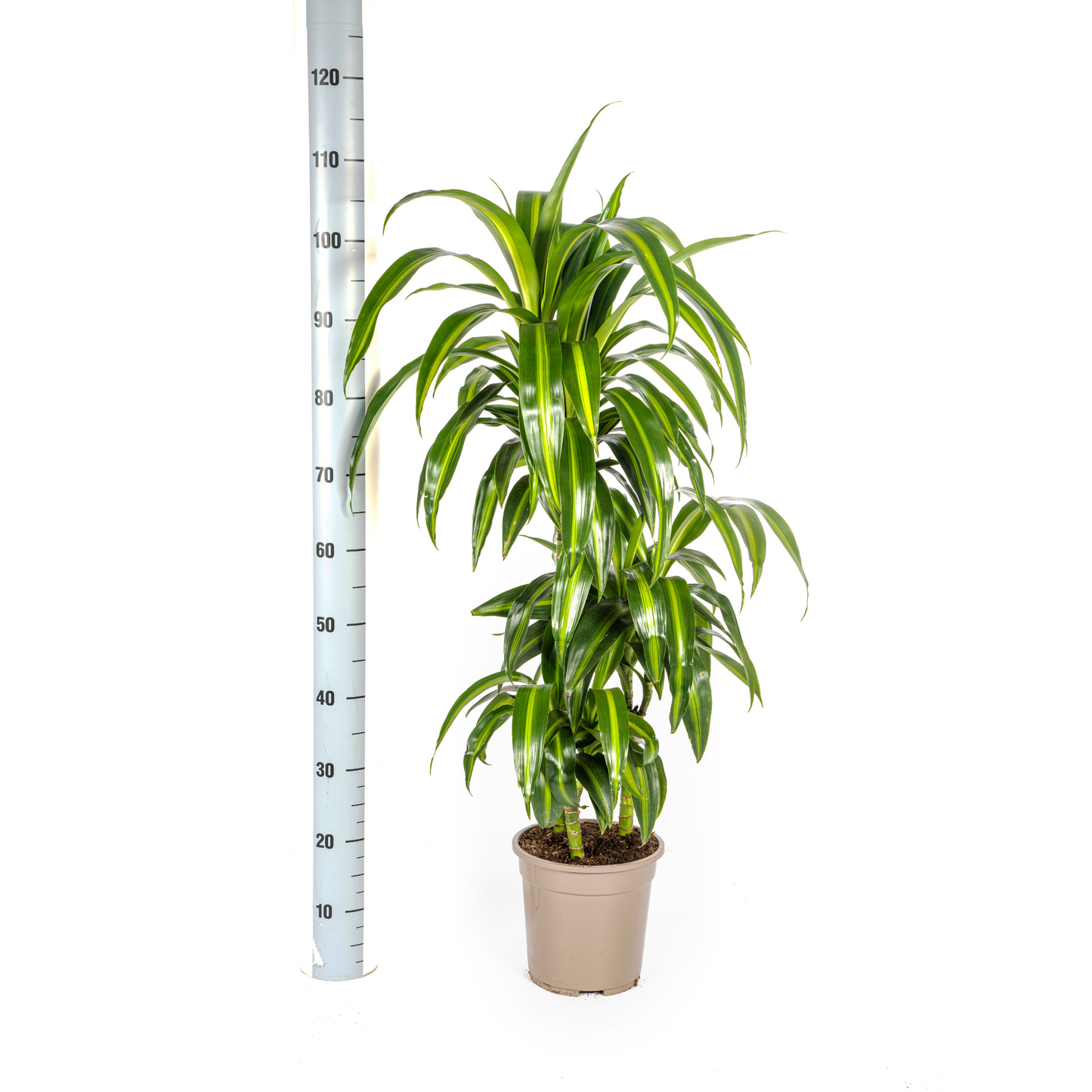Drachenbaum - Dracaena Deremensis ‘Hawaiian Sunshine’ – Zimmerpflanze – Ø21 cm – Höhe 90–110 cm – Tropisches Flair mit gelb-grünem Laub