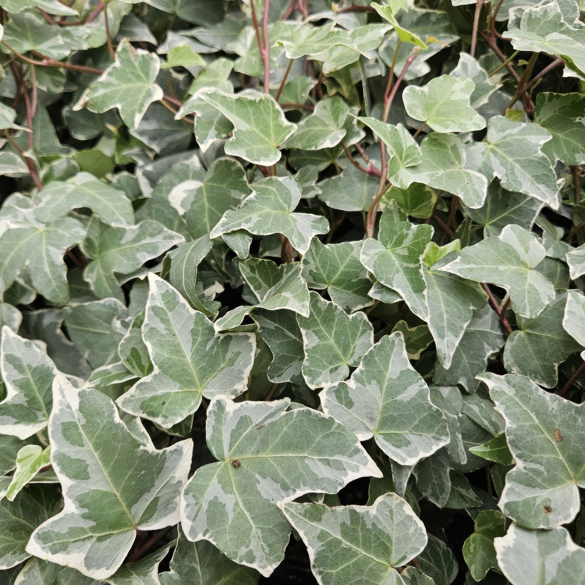 Hedera helix 'Glacier' – Bunter Efeu – 48 Pflanzen – ↕10–25cm – Ø9cm – Immergrüner Kletter- & Bodendecker – Pflegeleicht & schnittverträglich – Für Garten, Hecke & Begrünung