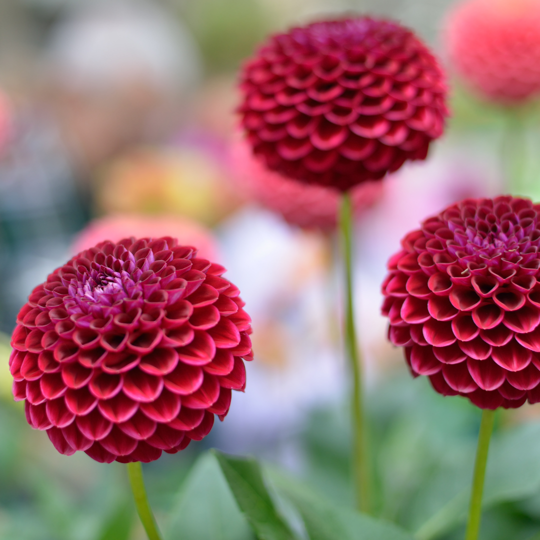 Blumenzwiebel Mix - Dahlien Natal & Dahlien Blue Bell - 2 Stück