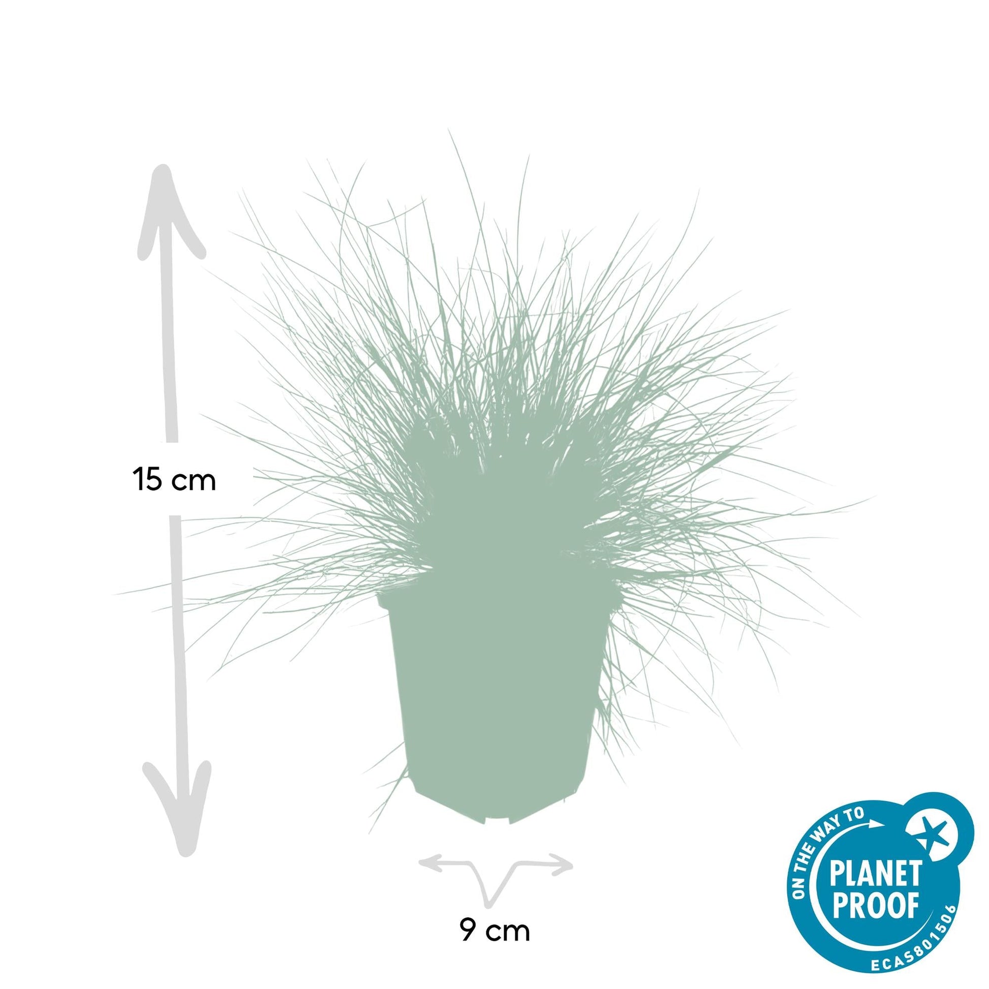 Blau-Schwingel Festuca glauca 'Elijah Bleu' – 48 Pflanzen – ↕10-25 cm – Ø9 cm – Blau-graues Ziergras – Pflegeleicht – Ideal für Steingärten & Beete