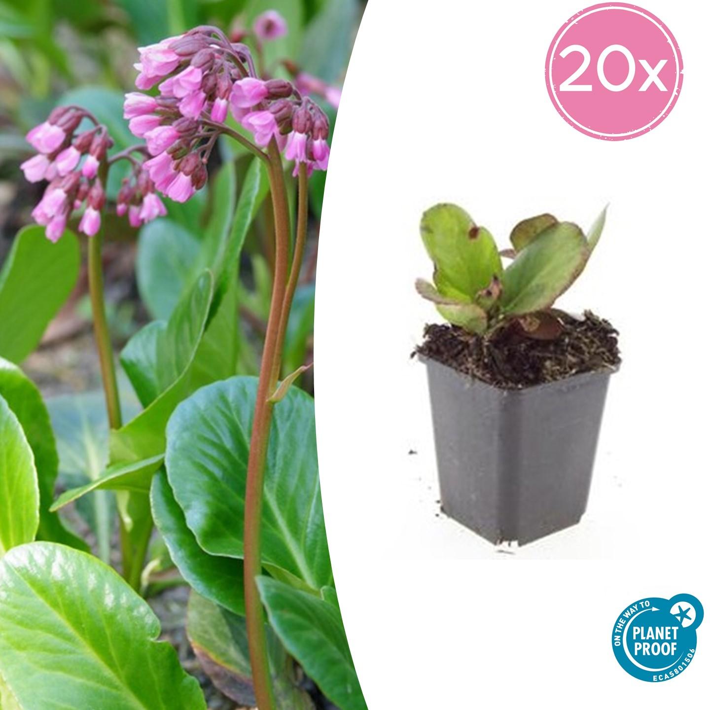 Bergenie – Bergenia cordifolia 'Herbstblüte' – ↕10-25cm – Ø9cm – 20 Pflanzen – immergrün & winterhart