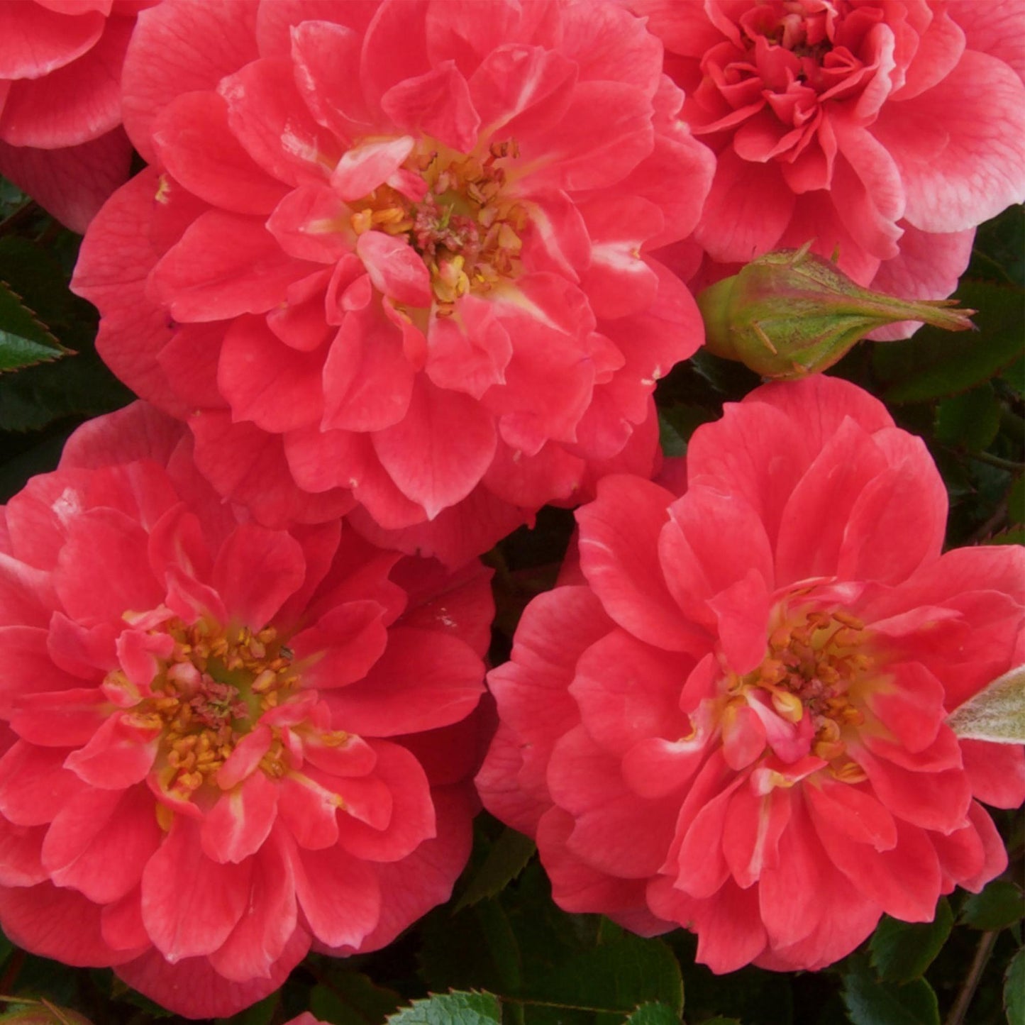 Kletterrose - Rosa Salmon Queen - Hellrosa Rose - Geringer Pflegeaufwand - 2 Pflanzen - Topf 11cm Höhe 40cm