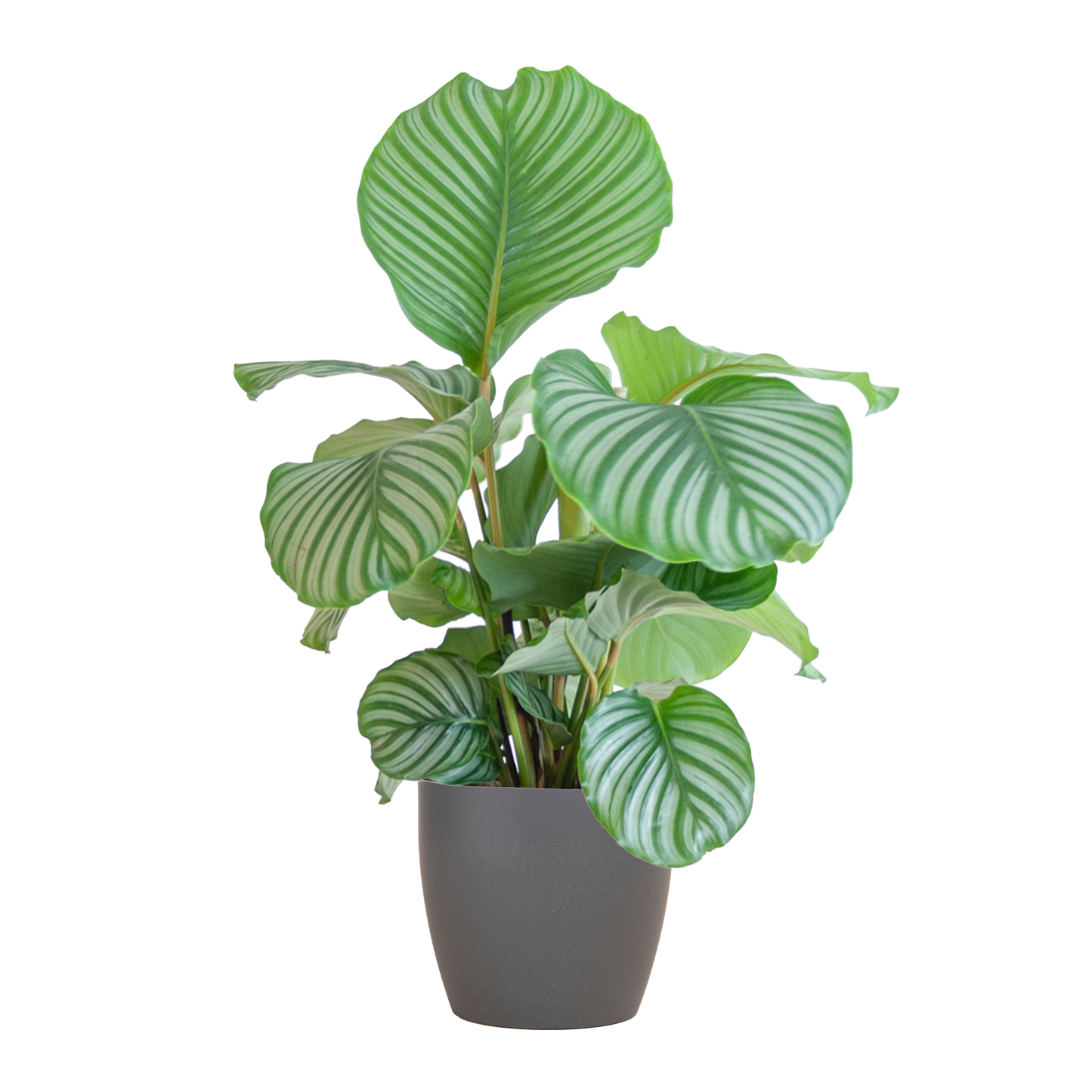 Korbmarante Calathea Orbifolia – Zimmerpflanze 65cm – Ø21cm – Luftreinigend – Inklusive biologisch abbaubarem Viber-Topf Grau – Exotische Zimmerpflanze mit mintgrünen Blättern