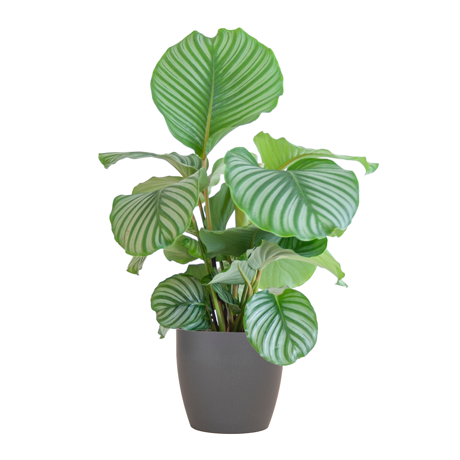 Korbmarante Calathea Orbifolia – Zimmerpflanze 65cm – Ø21cm – Luftreinigend – Inklusive biologisch abbaubarem Viber-Topf Grau – Exotische Zimmerpflanze mit mintgrünen Blättern