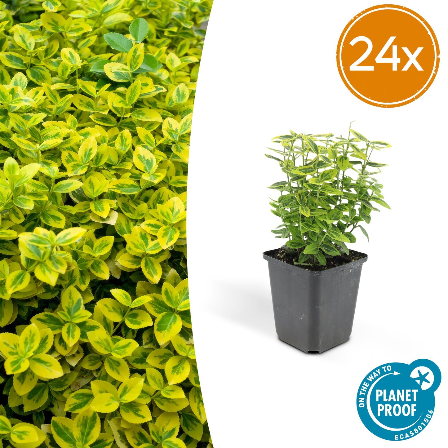 Euonymus fortunei 'Emerald 'n Gold' – Immergrüner Strauch mit gelb-grünem Laub – 24 Pflanzen – ↕10–25cm – Ø9cm – Kompakt & pflegeleicht – Für Hecken, Beete & Solitärpflanze