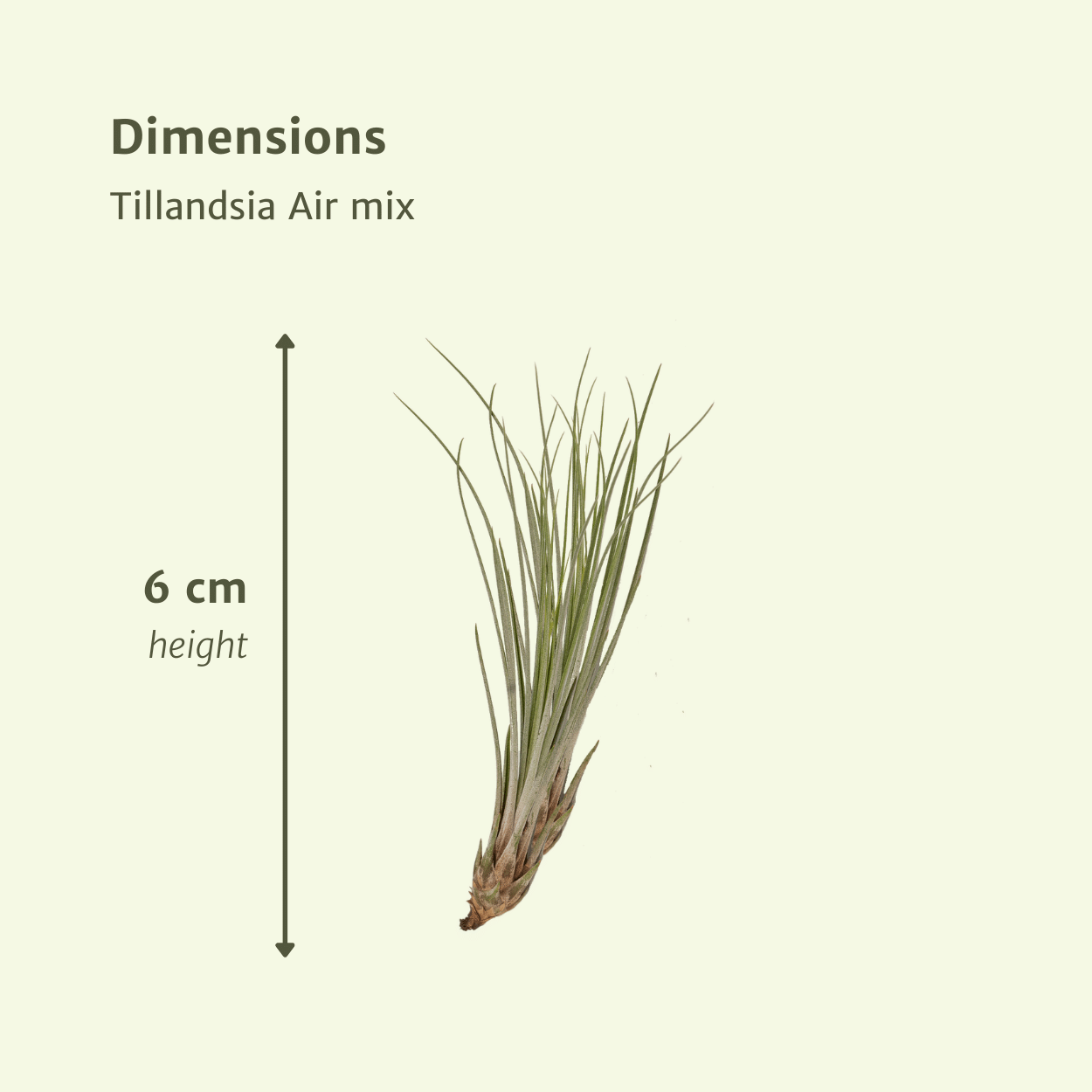 Tillandsia Air Mix – 20 Stück Luftpflanzen – Ø6cm – ca. 6cm hoch – Pflegeleichte Tillandsien-Mischung – Erdlos & dekorativ – Für kreative Wohnideen