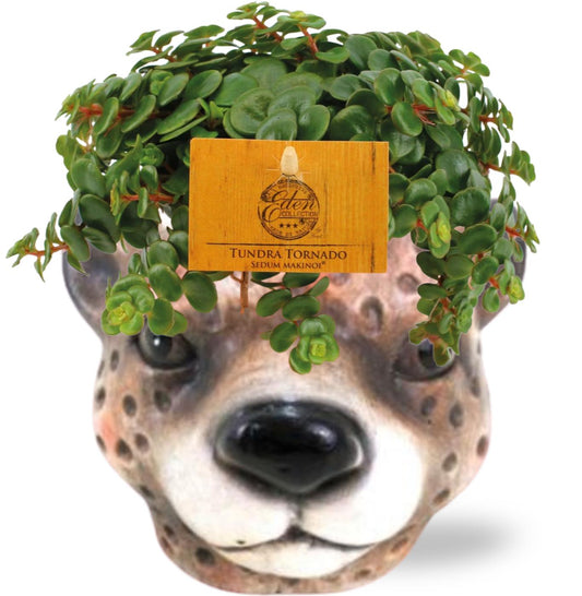 Fetthenne Sedum Tornado – Zimmerpflanze – Ø11 cm – ↕15 cm – inkl. Deko-Übertopf Leopard Braun D12×9,5 cm