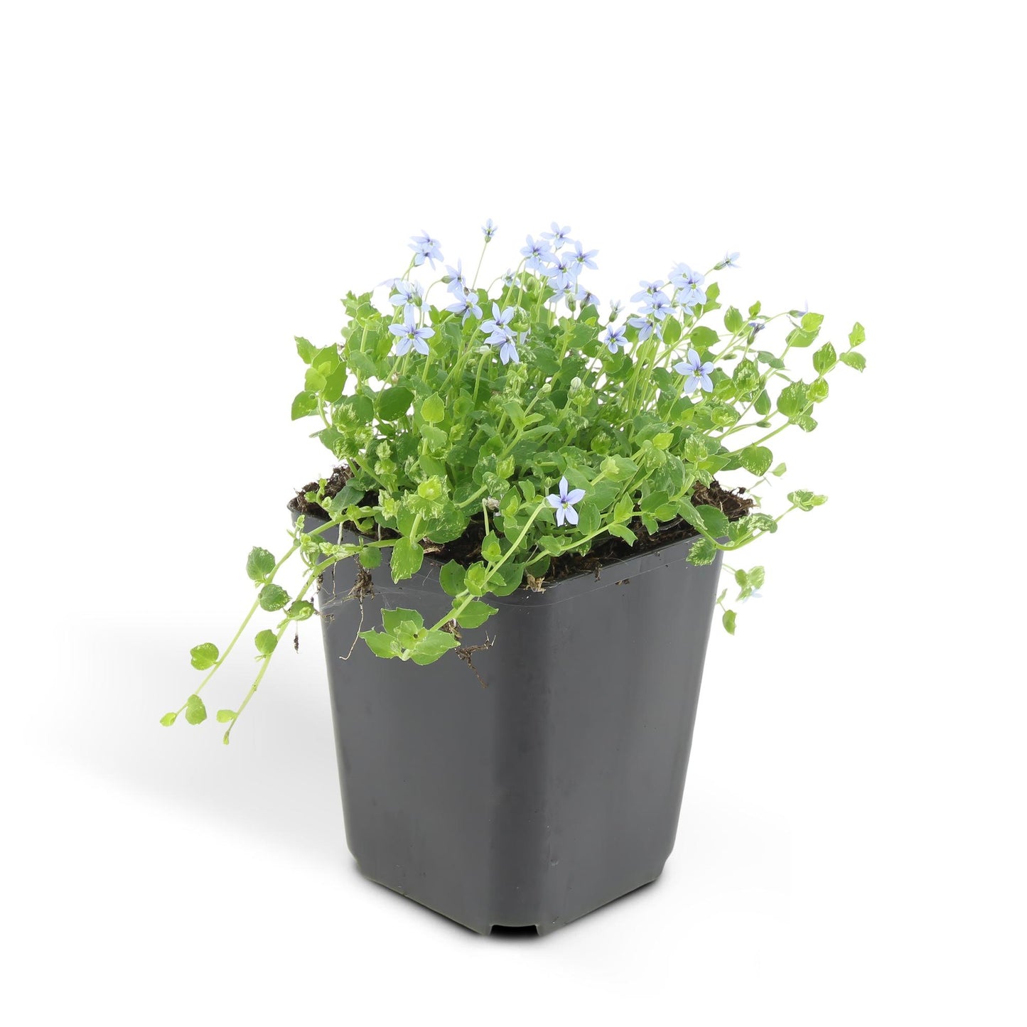 Blauer Bubikopf Isotoma fluviatilis – ↕10-25cm – Ø9cm – 6 Pflanzen – Niedriger Bodendecker mit blauen Sternblüten